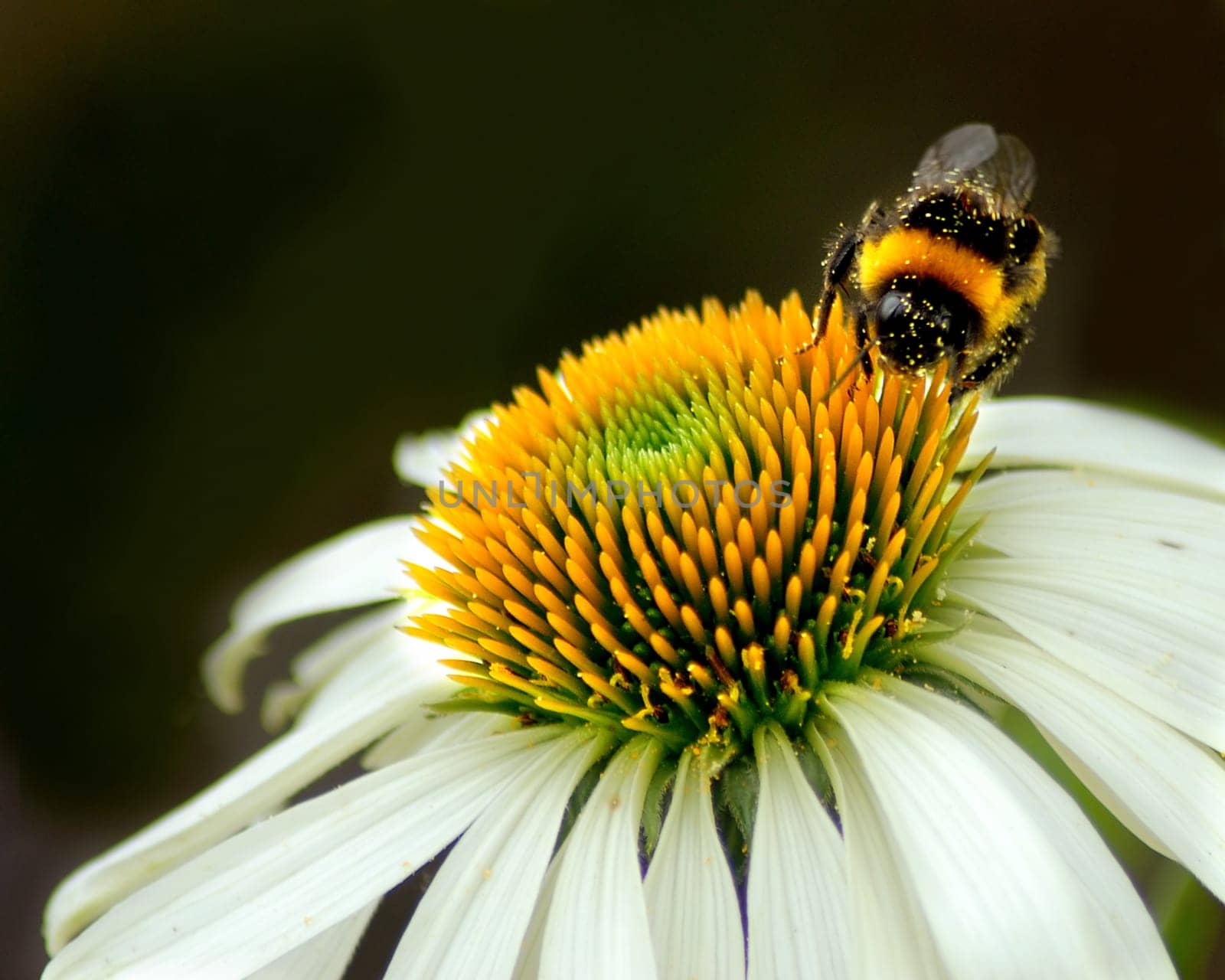 I know... It could be a little sharper... but I think the dusty bumblebee is quite funny and before I got the tripod ... she was gone!:-)