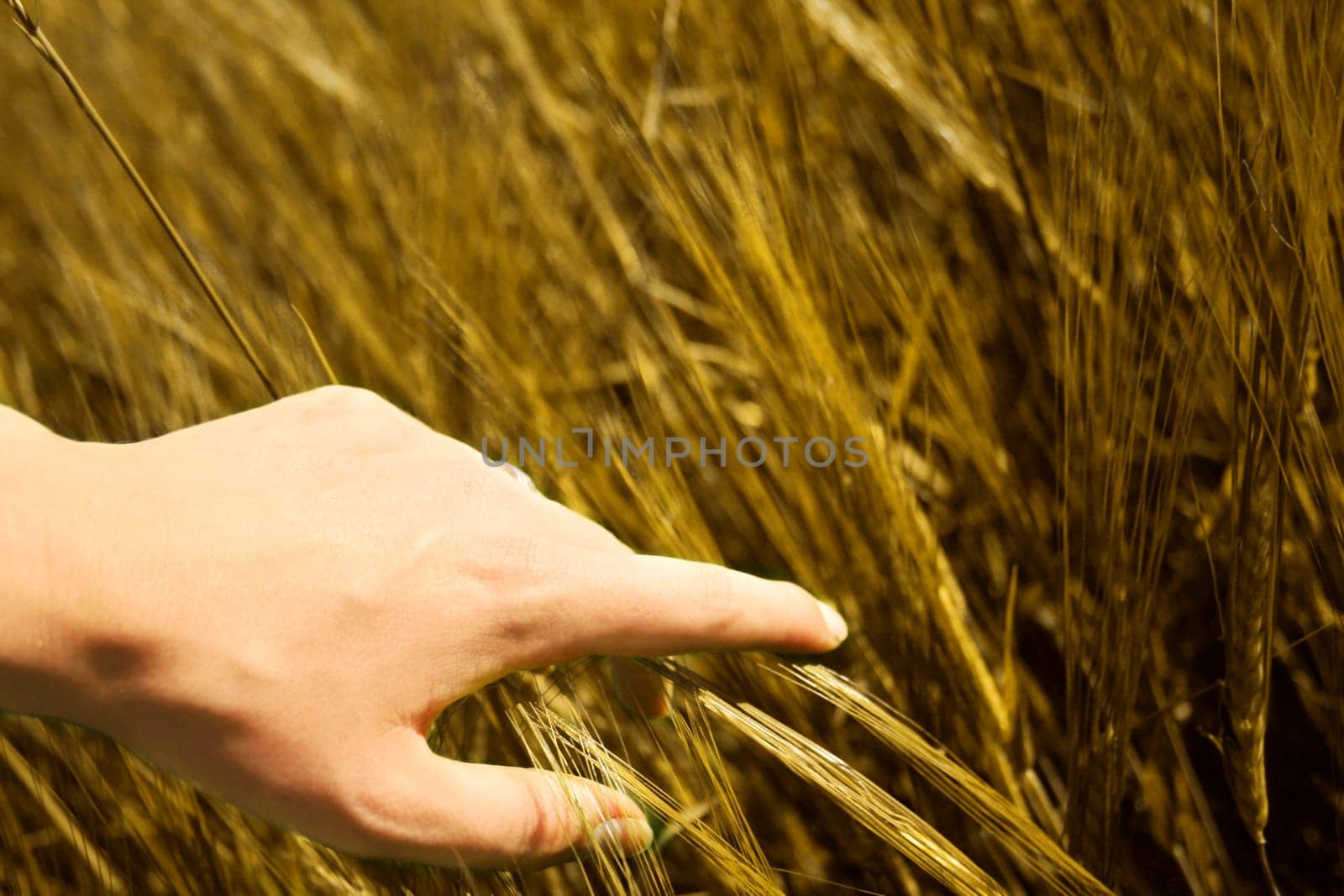 golden grain