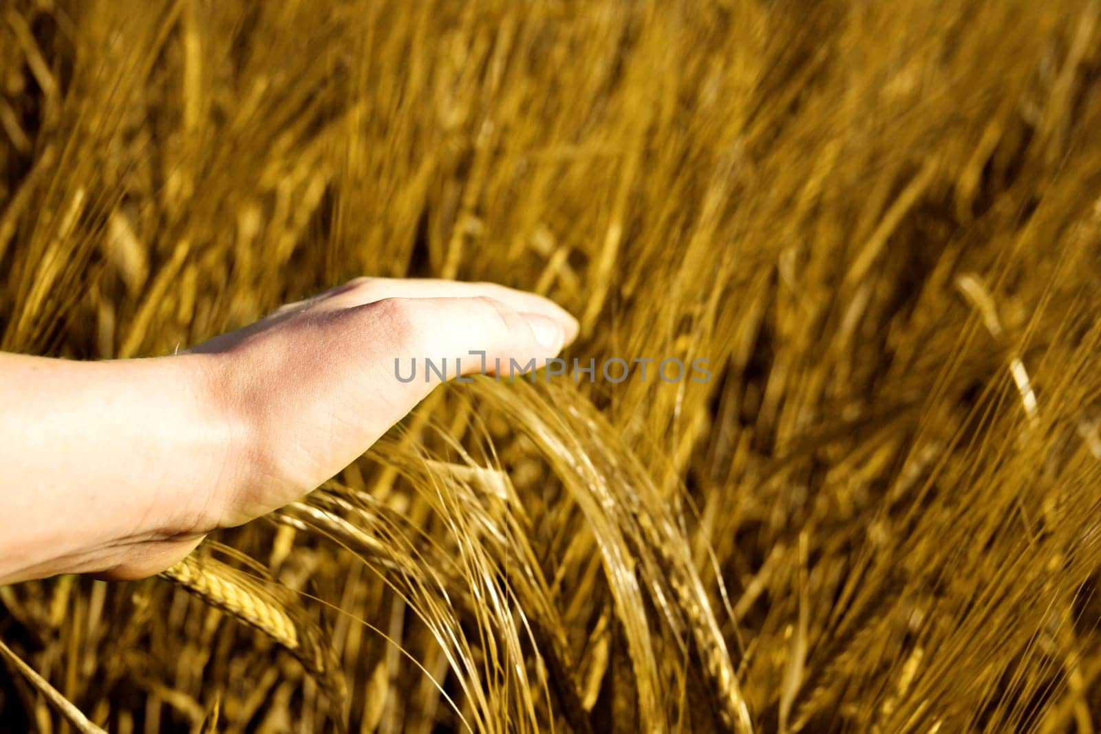 golden grain