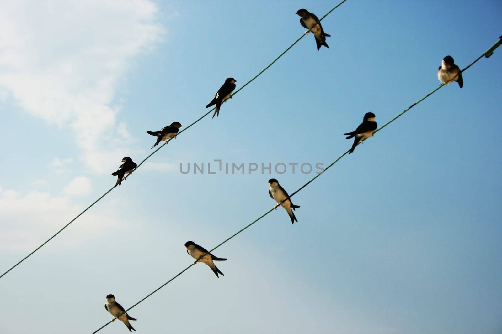 Meeting