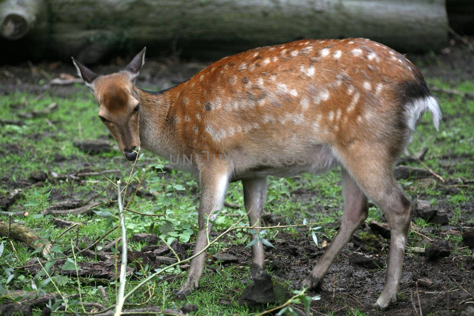 Mesopotamian fallow deer