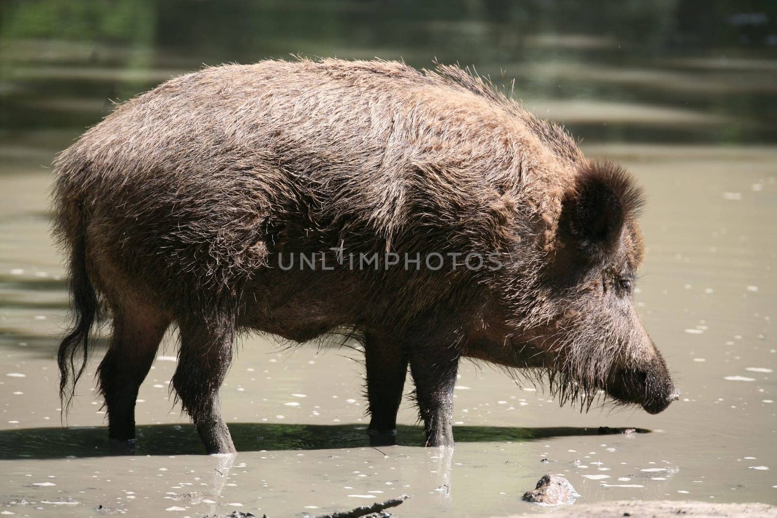 Mud bath