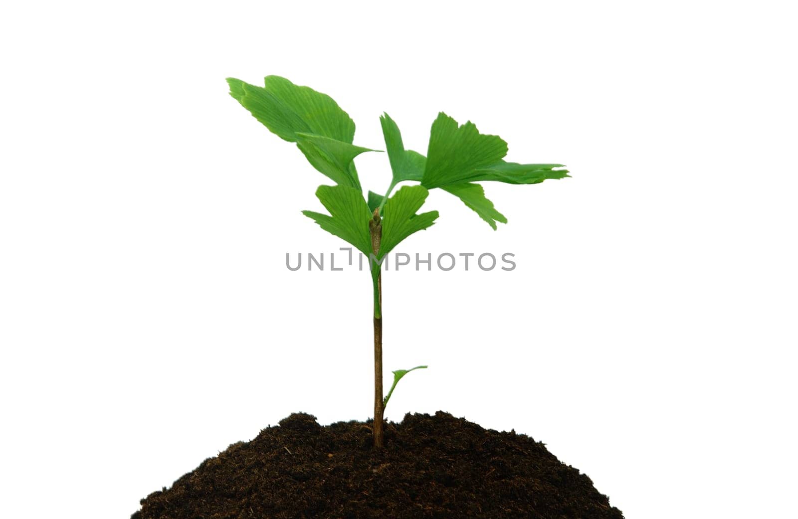Sapling