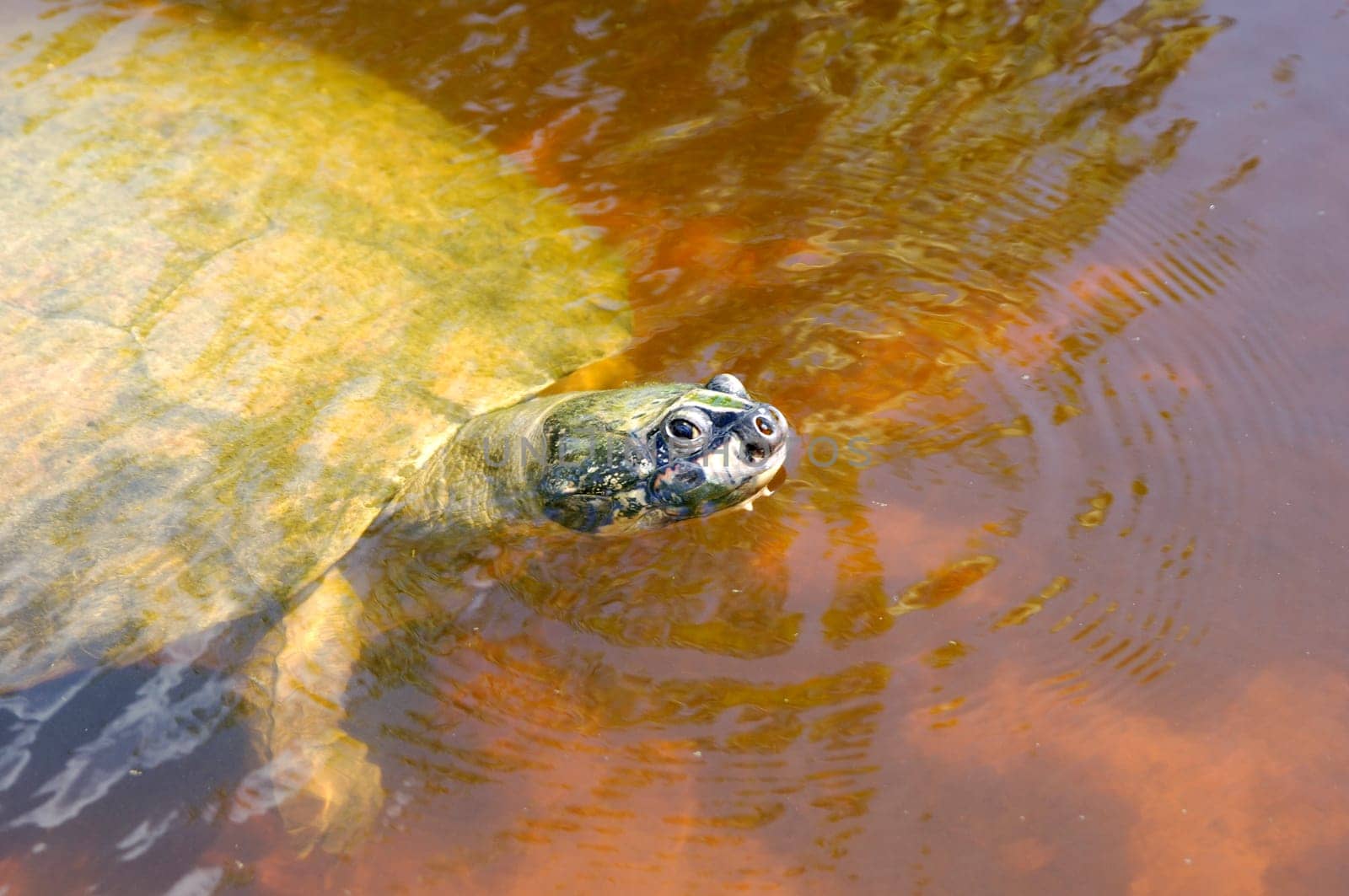 Arrau's rail turtles