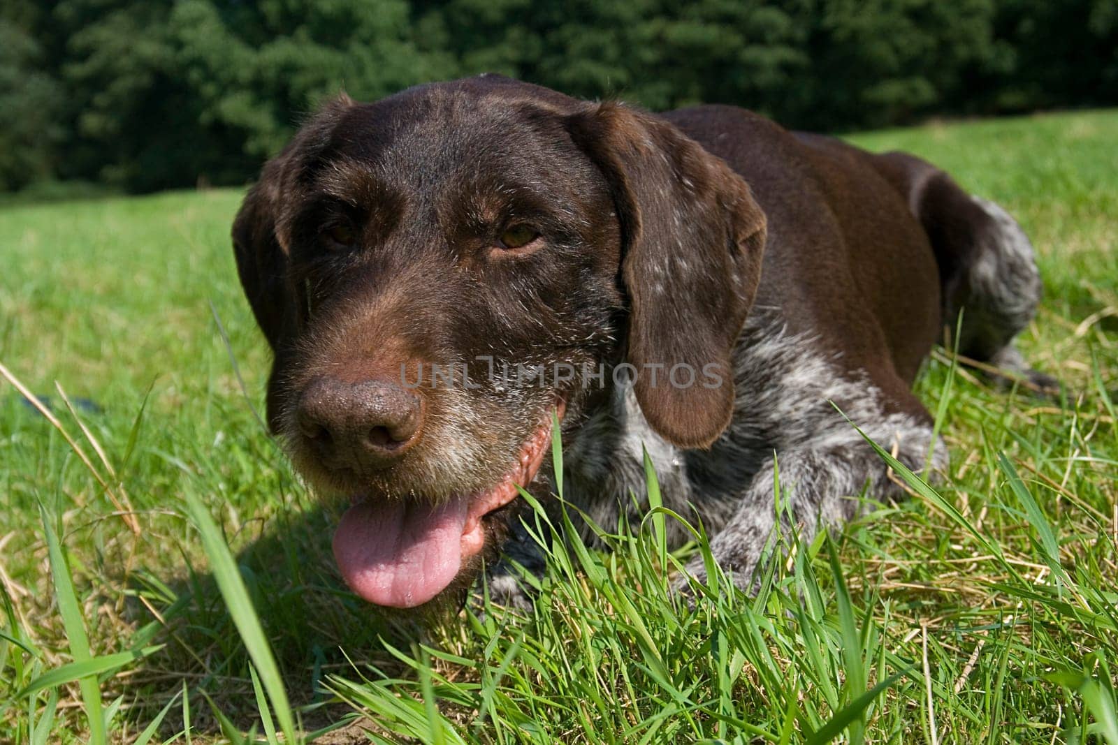 German Wirehaired