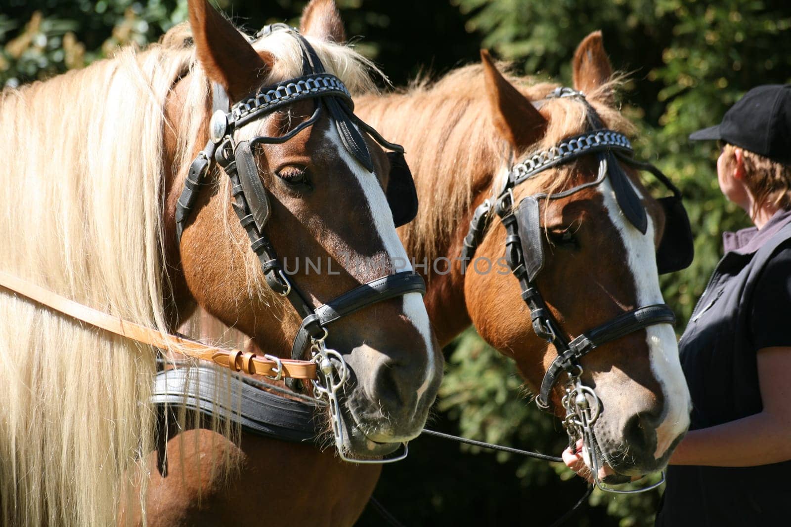 Carriage team