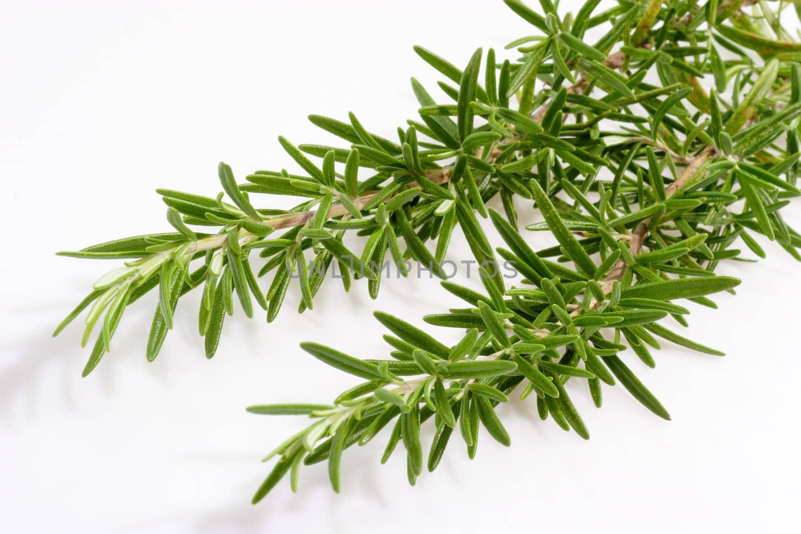 Rosemary