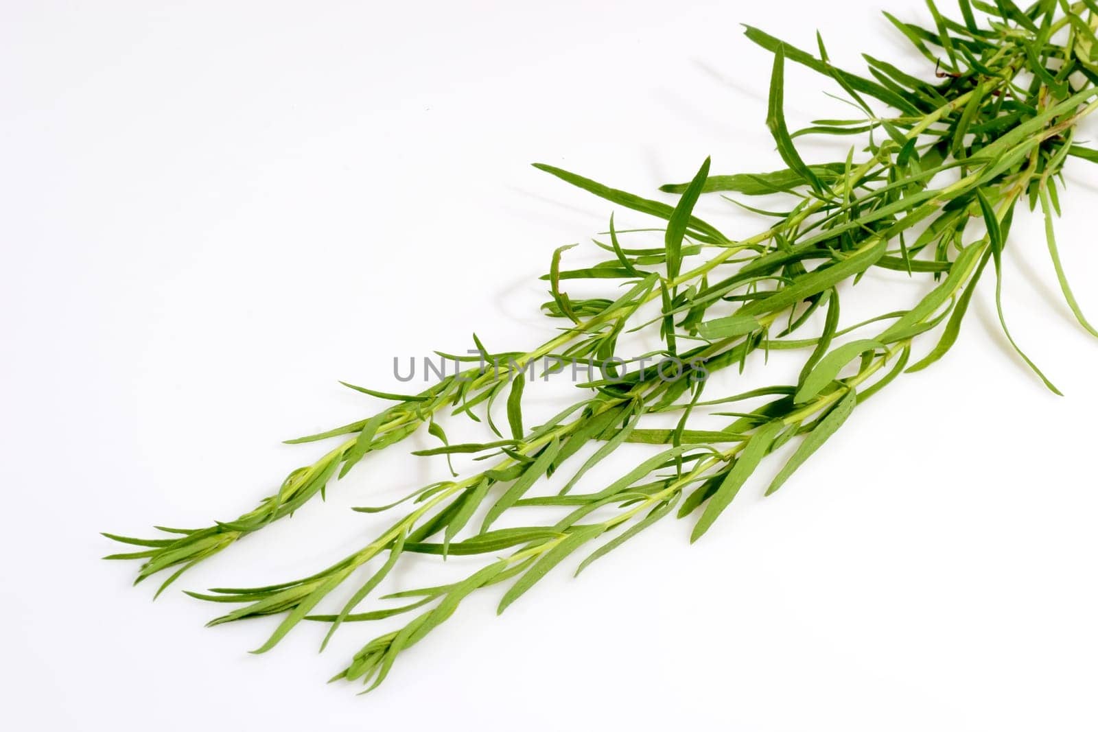 Tarragon