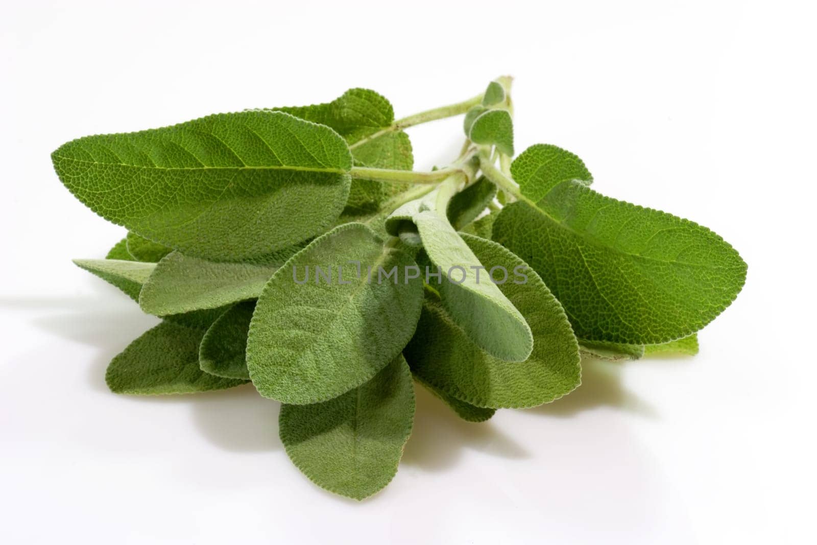 Sage