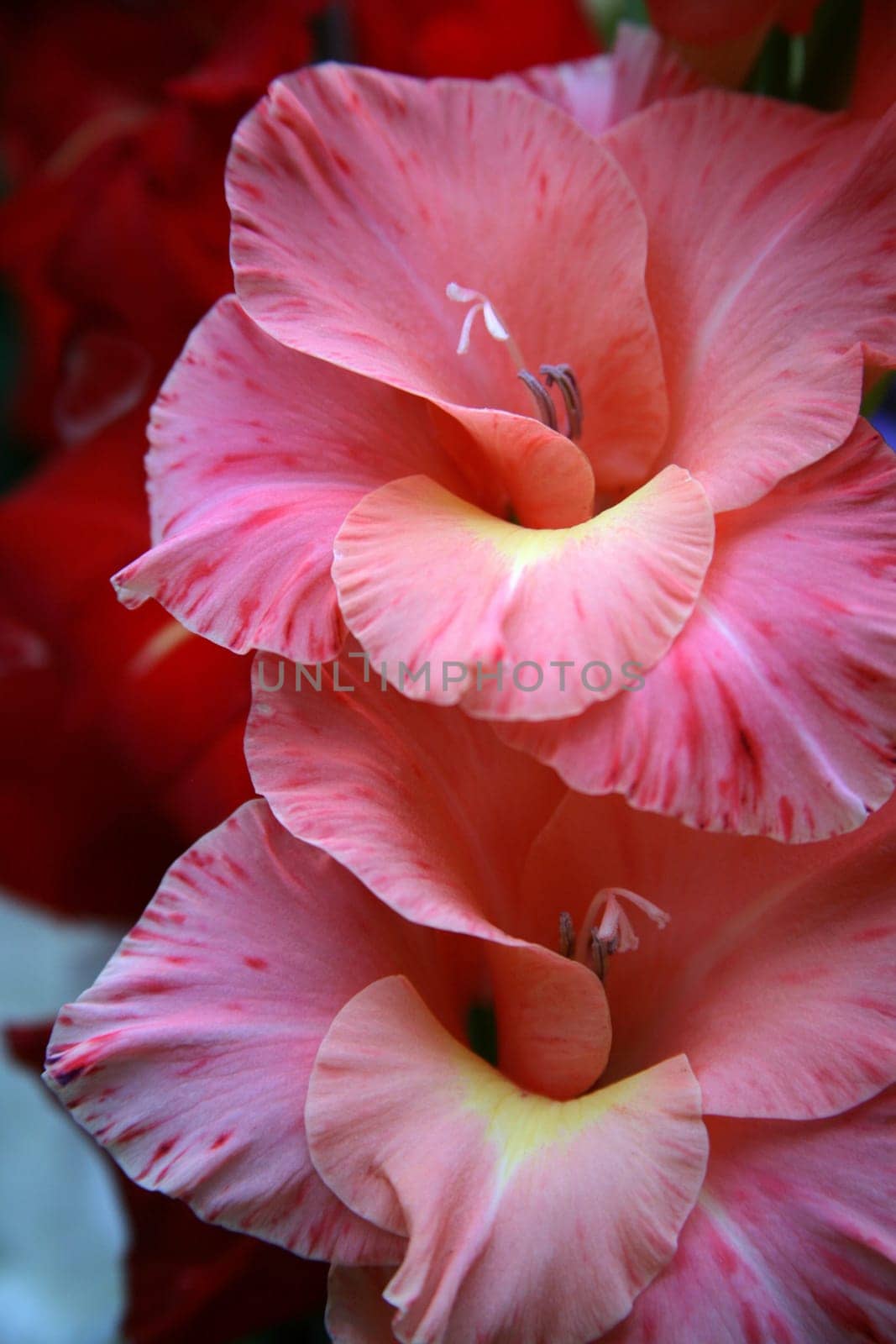 Gladiolus 3