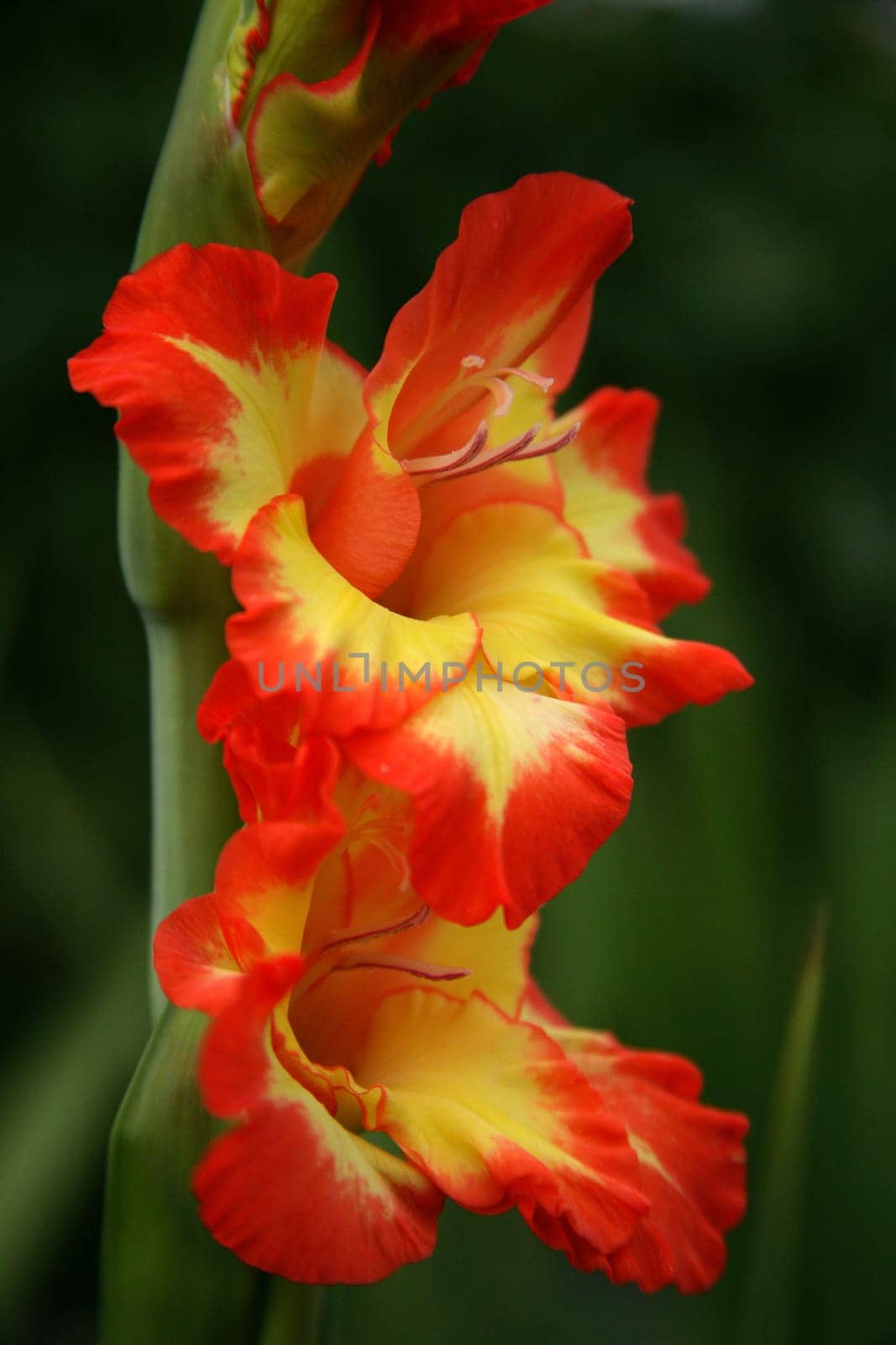 Gladiolus 4