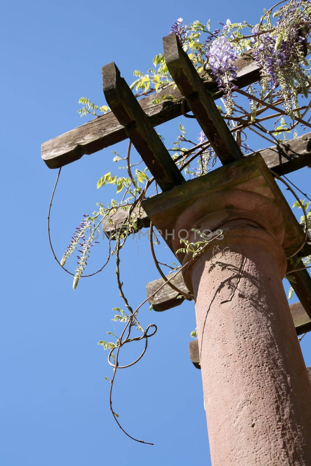 Wisteria