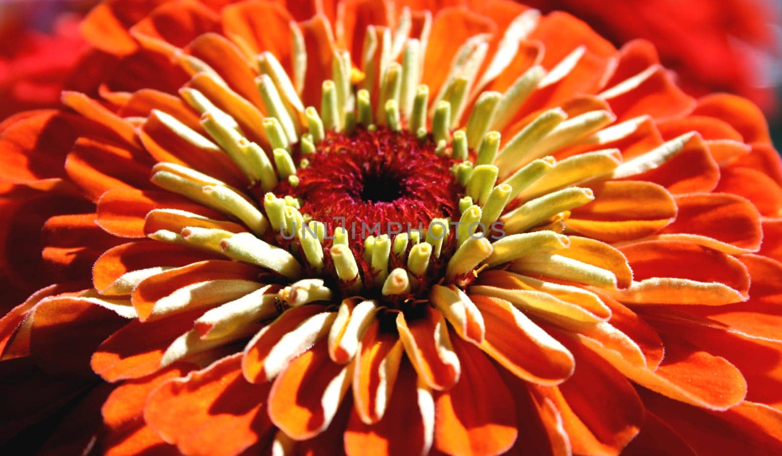 Zinnia