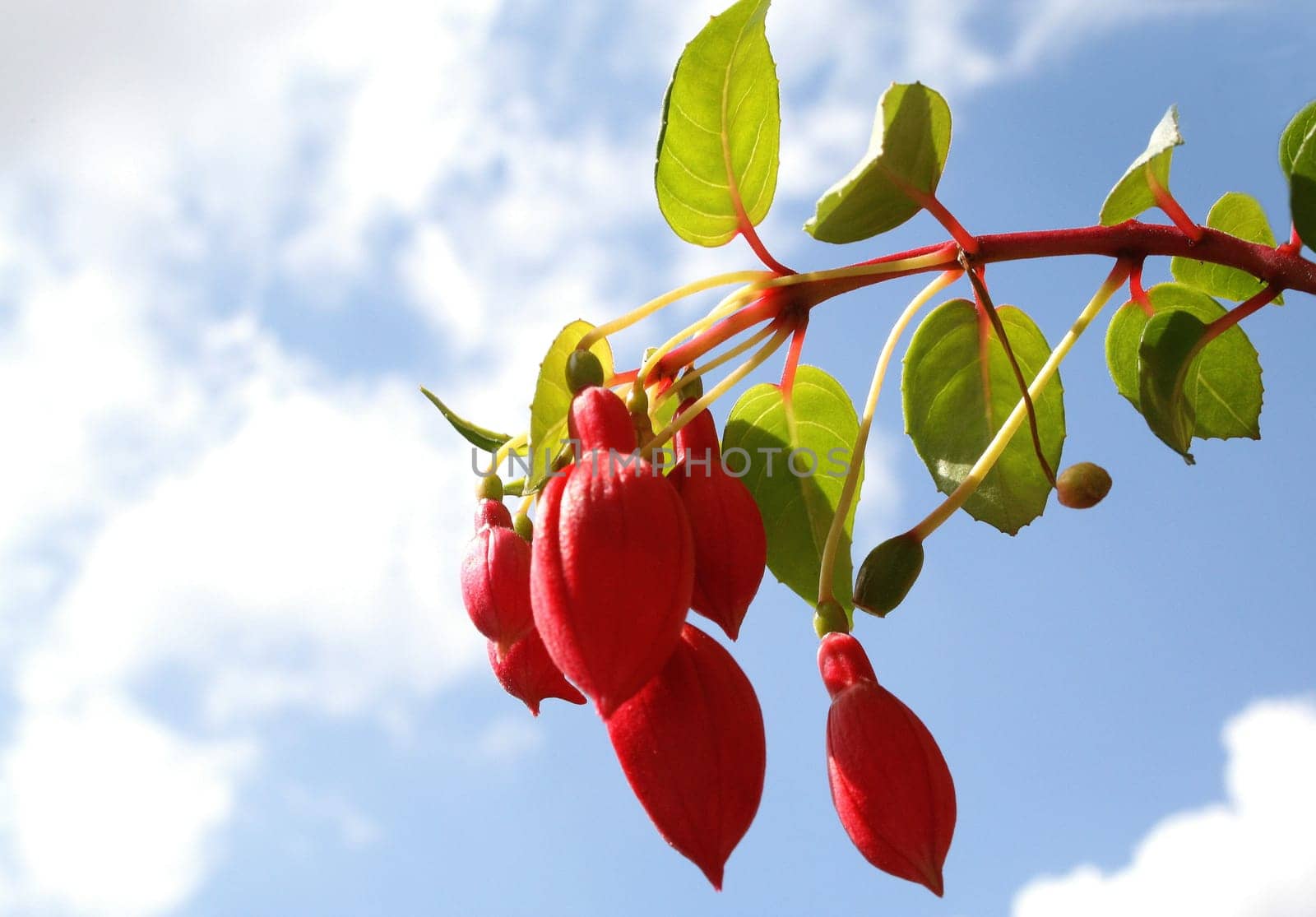 Fuchsia