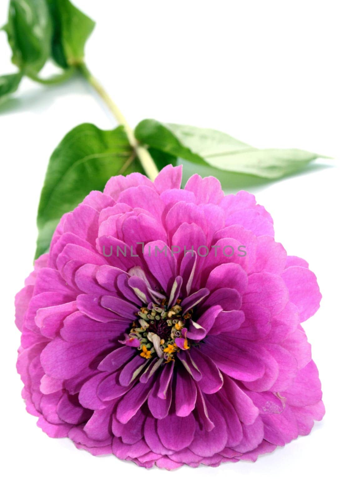 Purple Zinnia