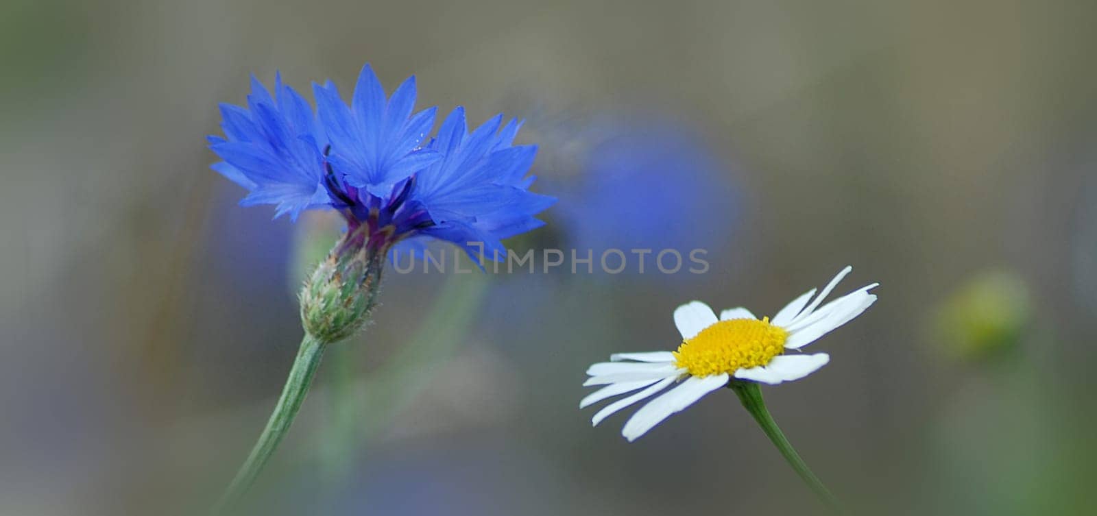Due to the mowing,the cornflowers are now almost broken and the rain will do the rest on the weekend....! Nevertheless,I wish you a nice weekend...!:-)