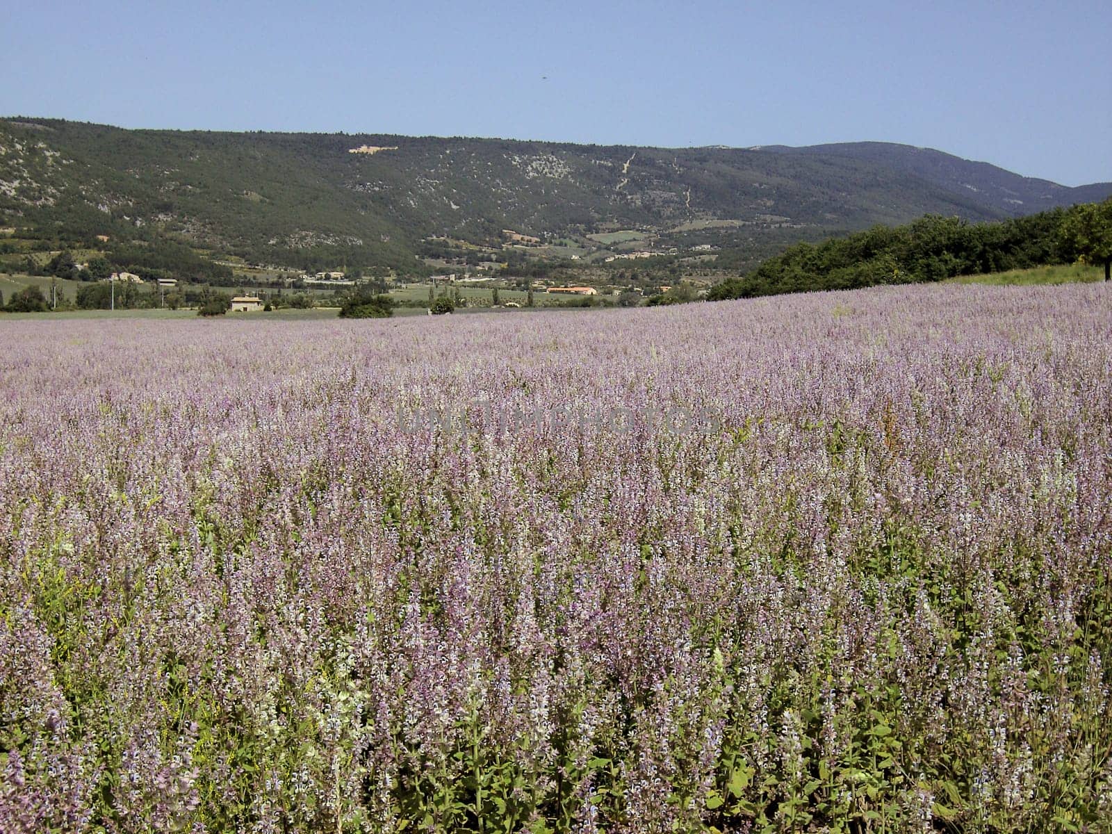 Sage Field 02