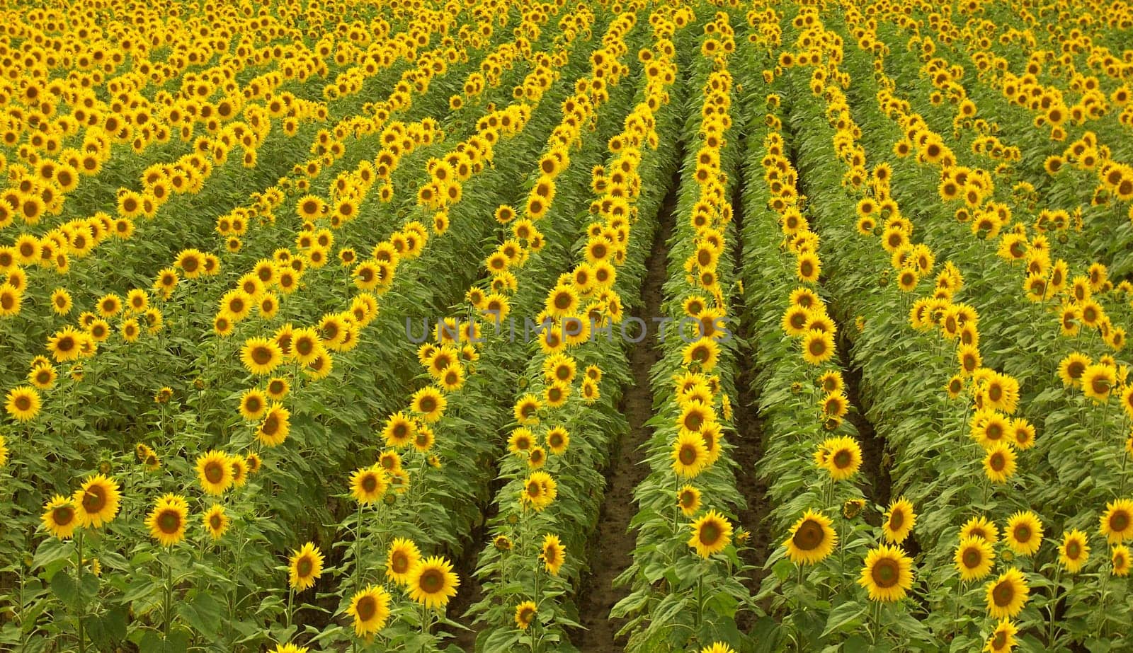 Sunflowers 11