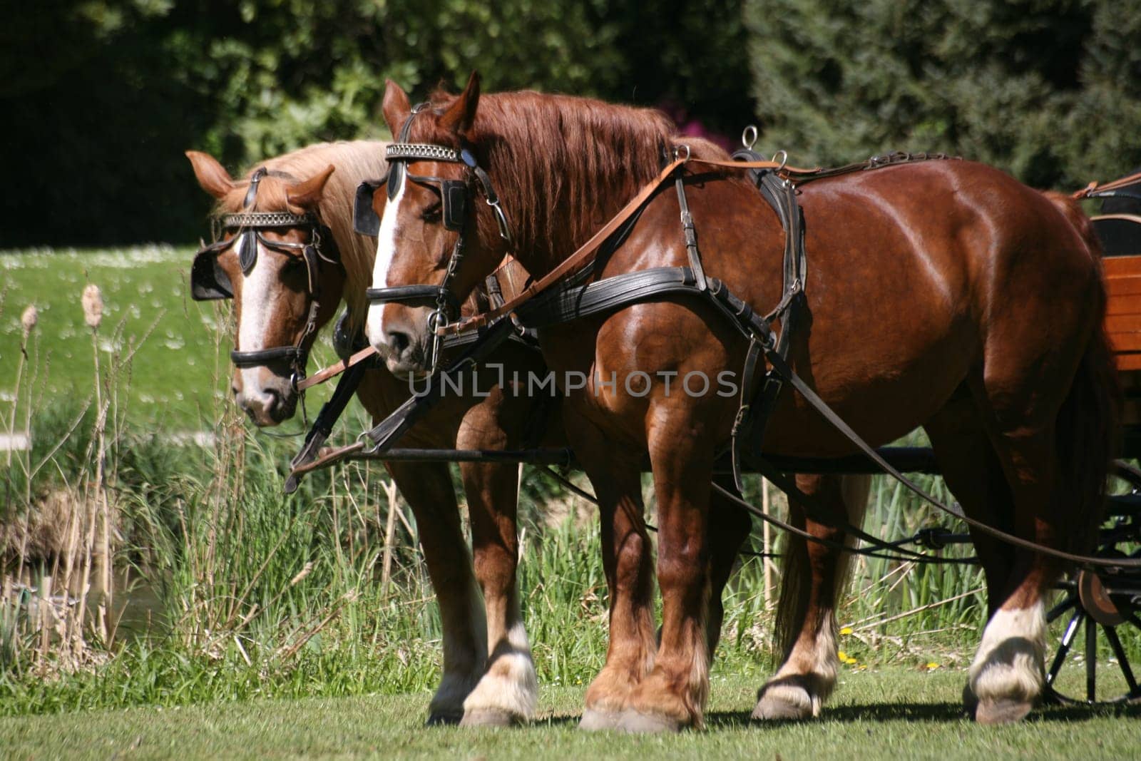Carriage horses