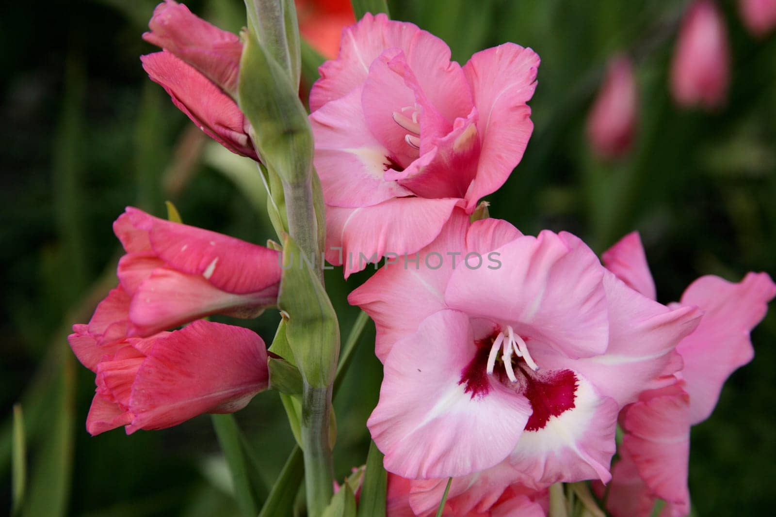 Gladiolus 6