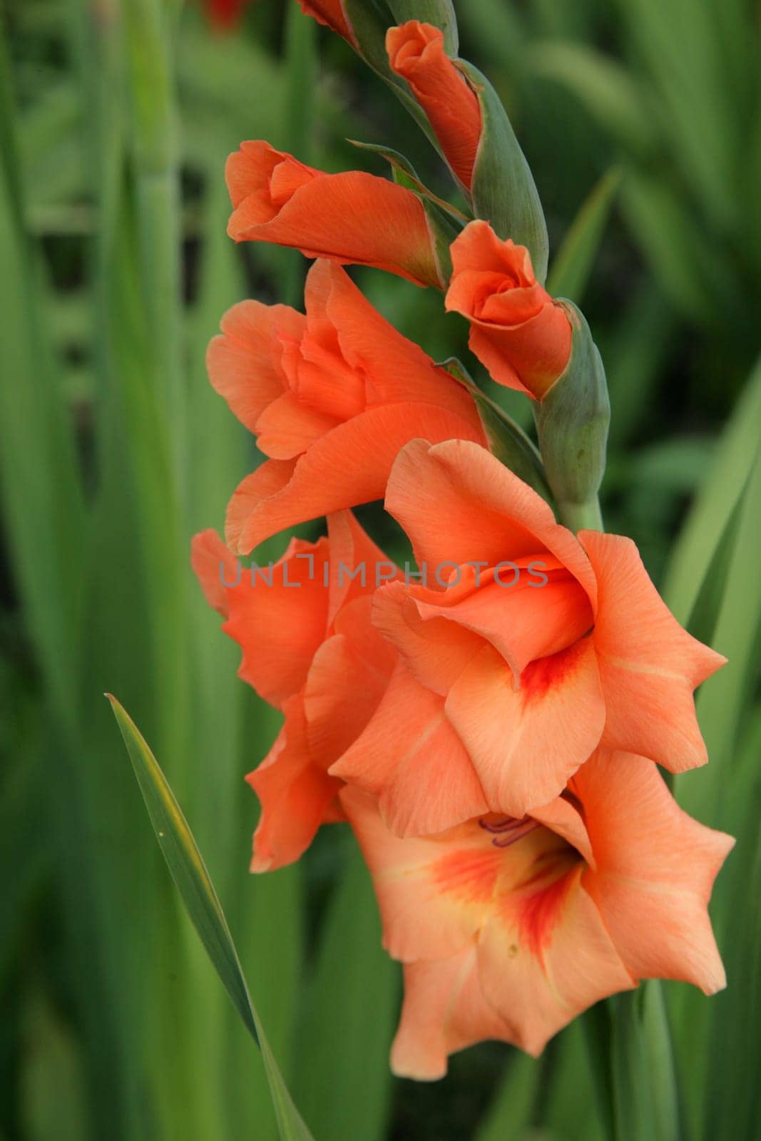 Gladiolus 5