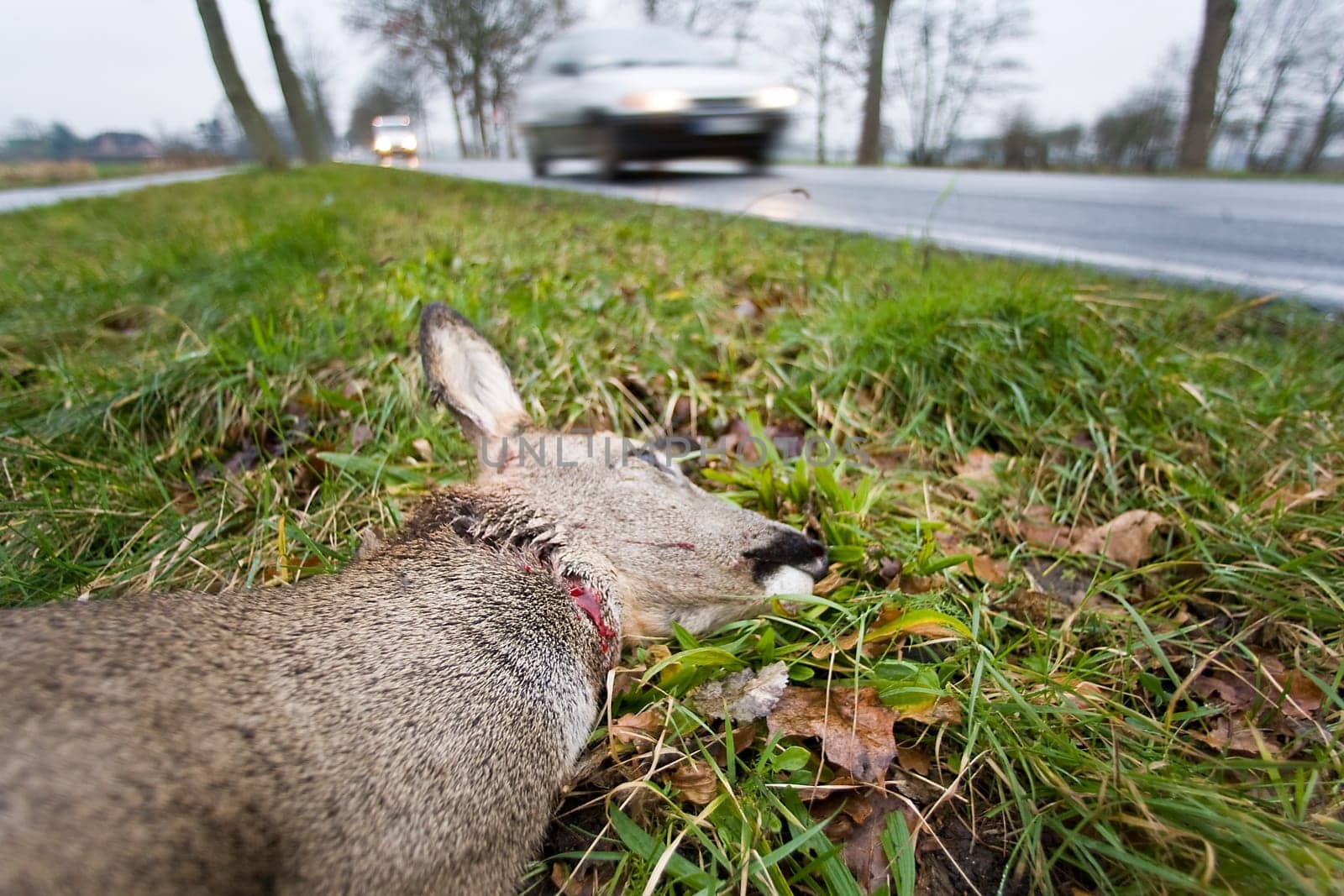 Wildlife accident