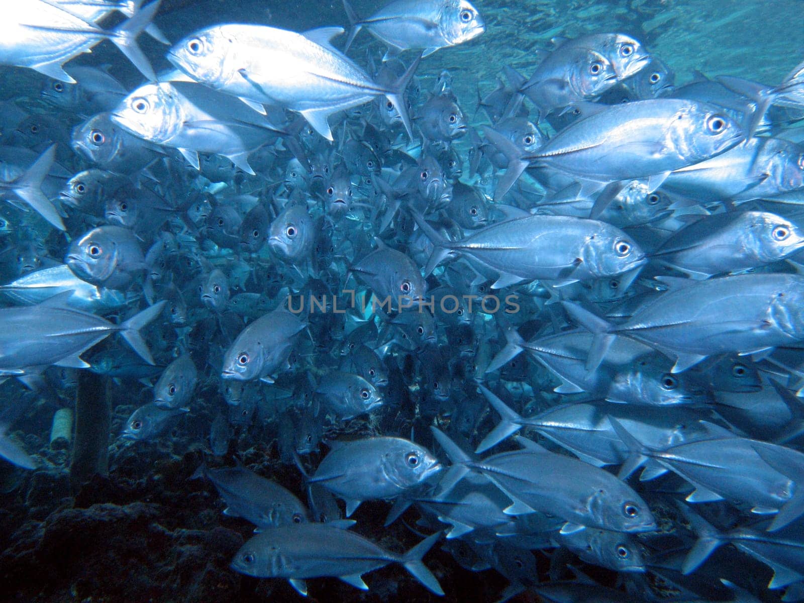 In a swarm