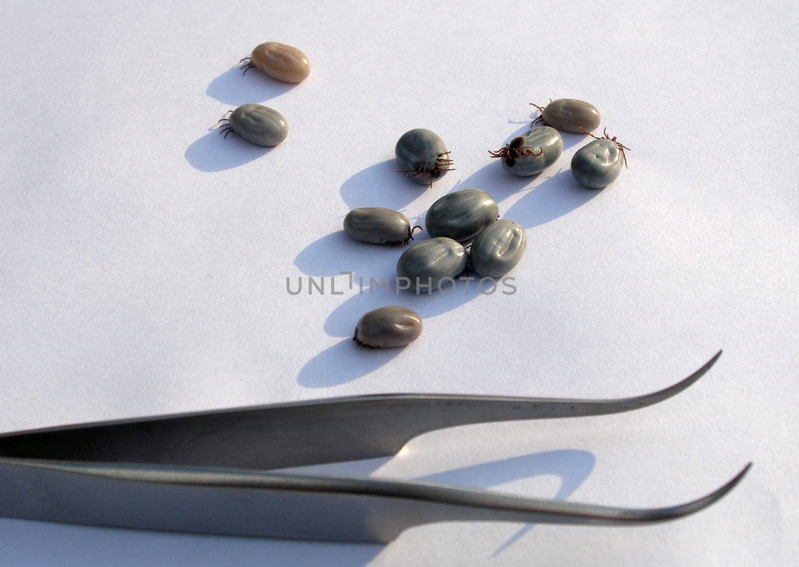 Ticks