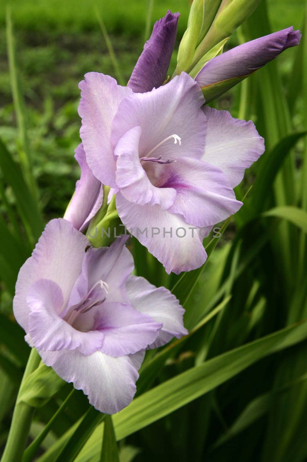 Gladiolus 7