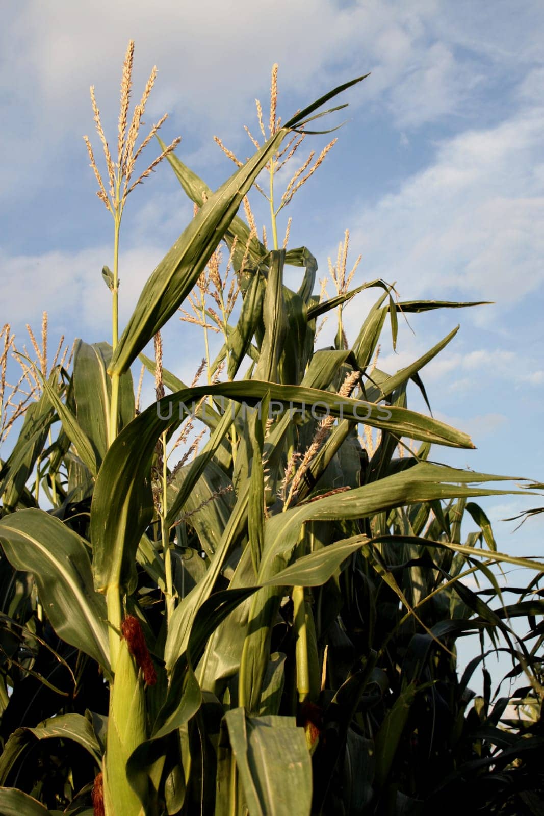 Corn plants