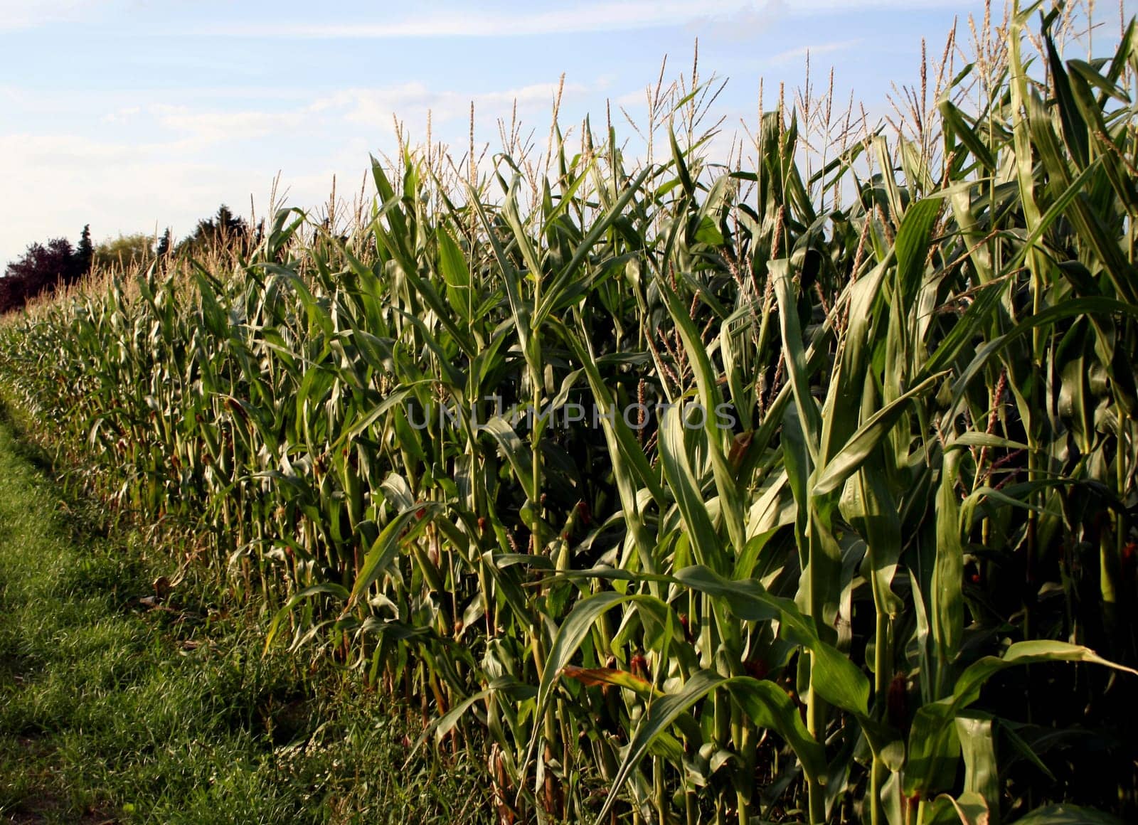 Cornfield