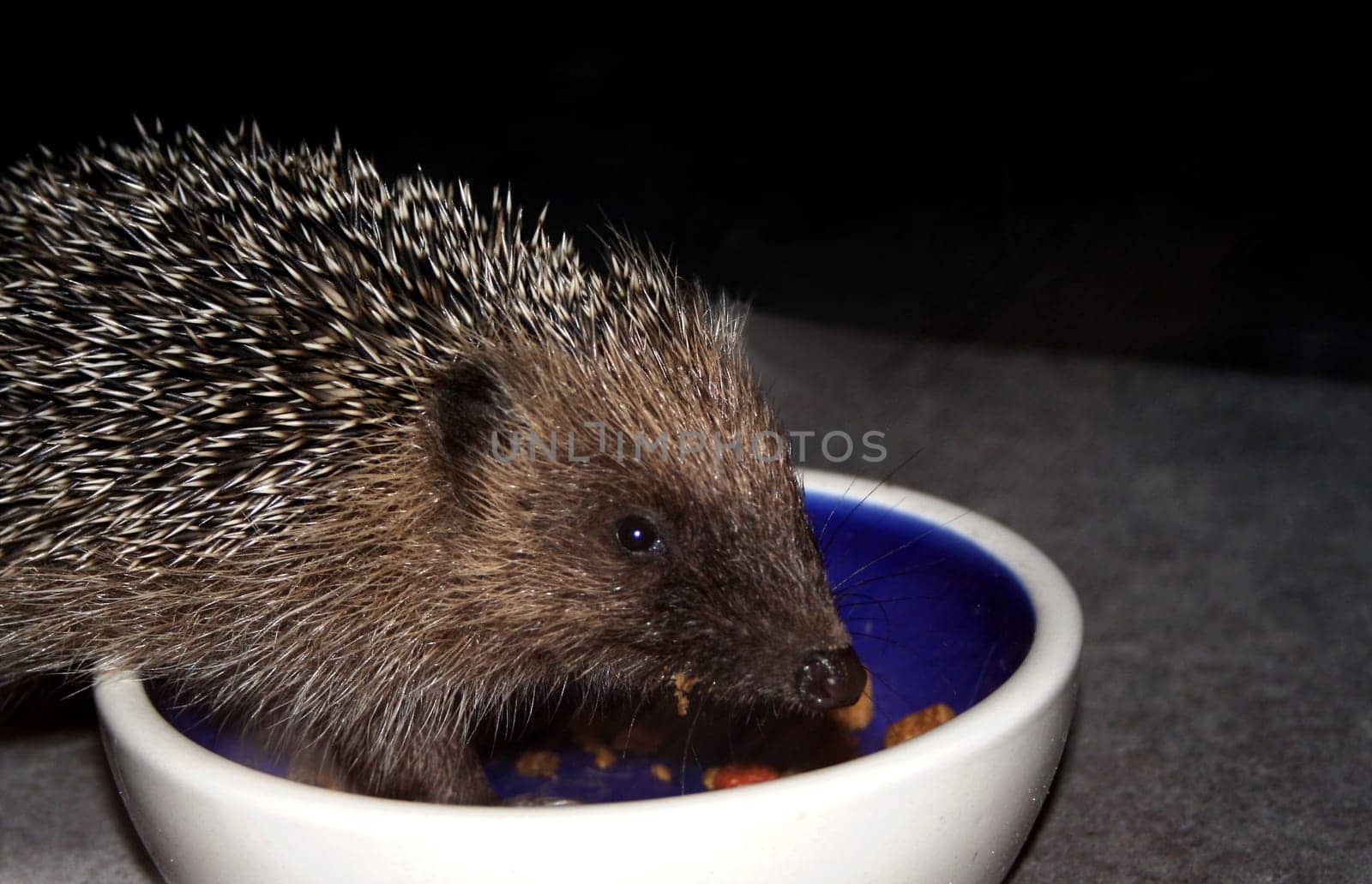 Yesterday evening I heard a loud smacking on the terrace and lo and behold,a little hedgehog was attacking the cat food. And didn't let my flashing stop me from snacking...:-)