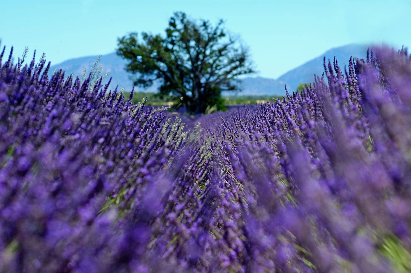Lavender field,Provence,France