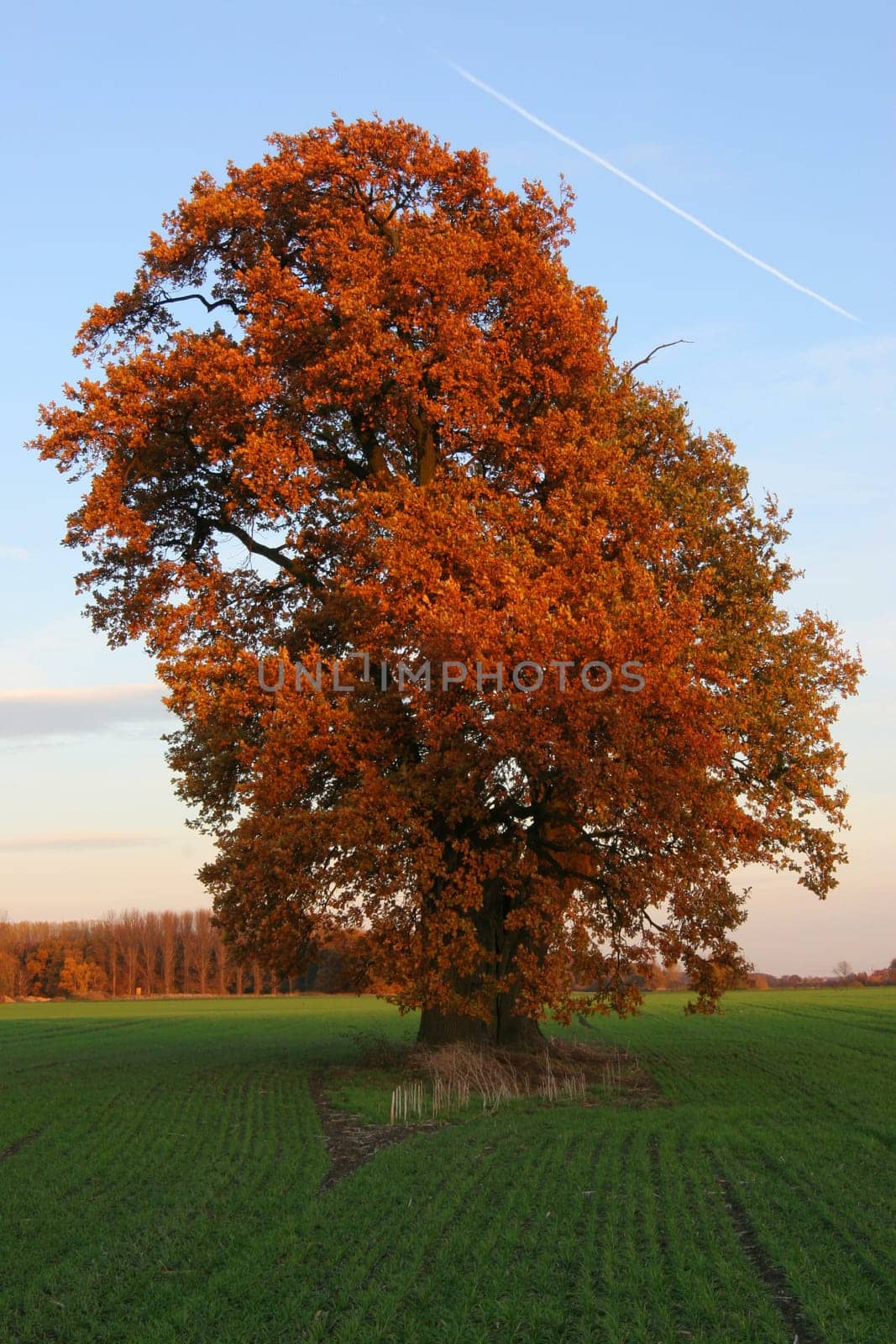 Old oak tree