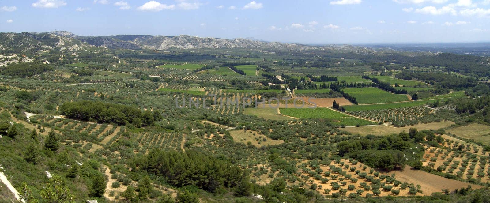 Olive tree 05