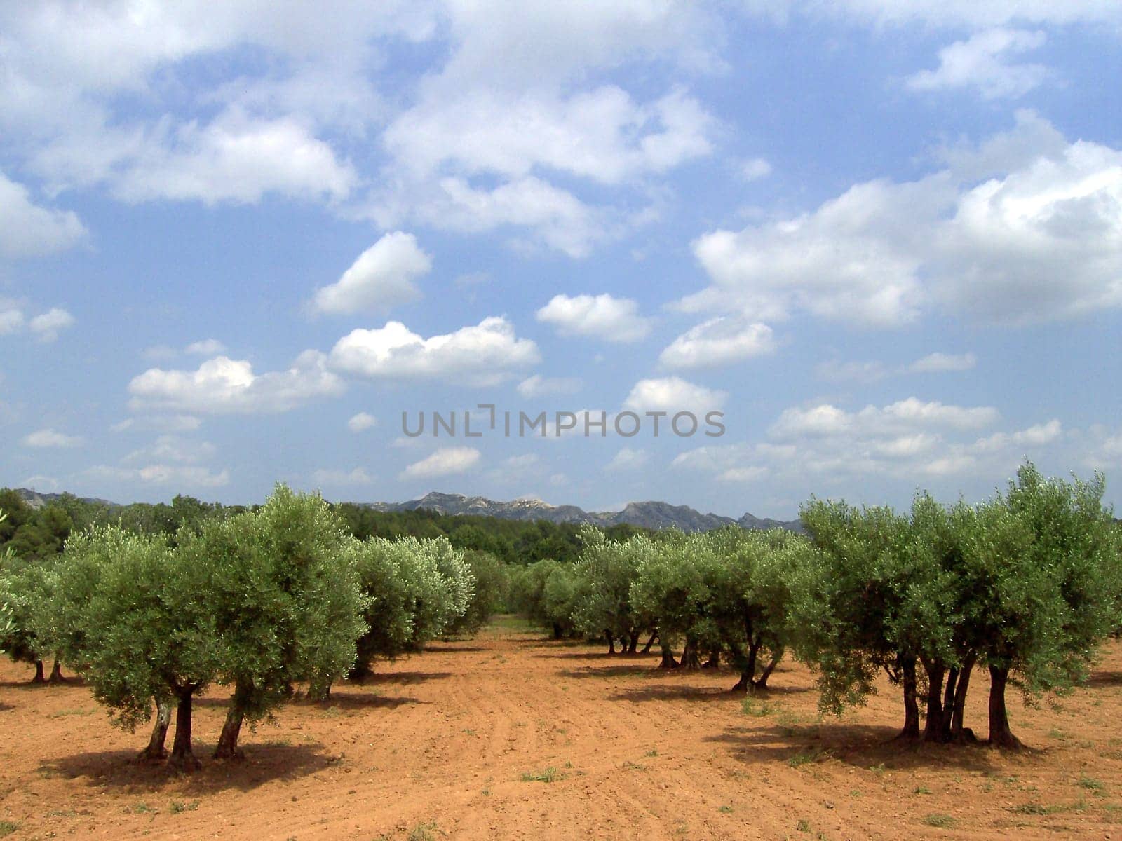 Olive tree 12