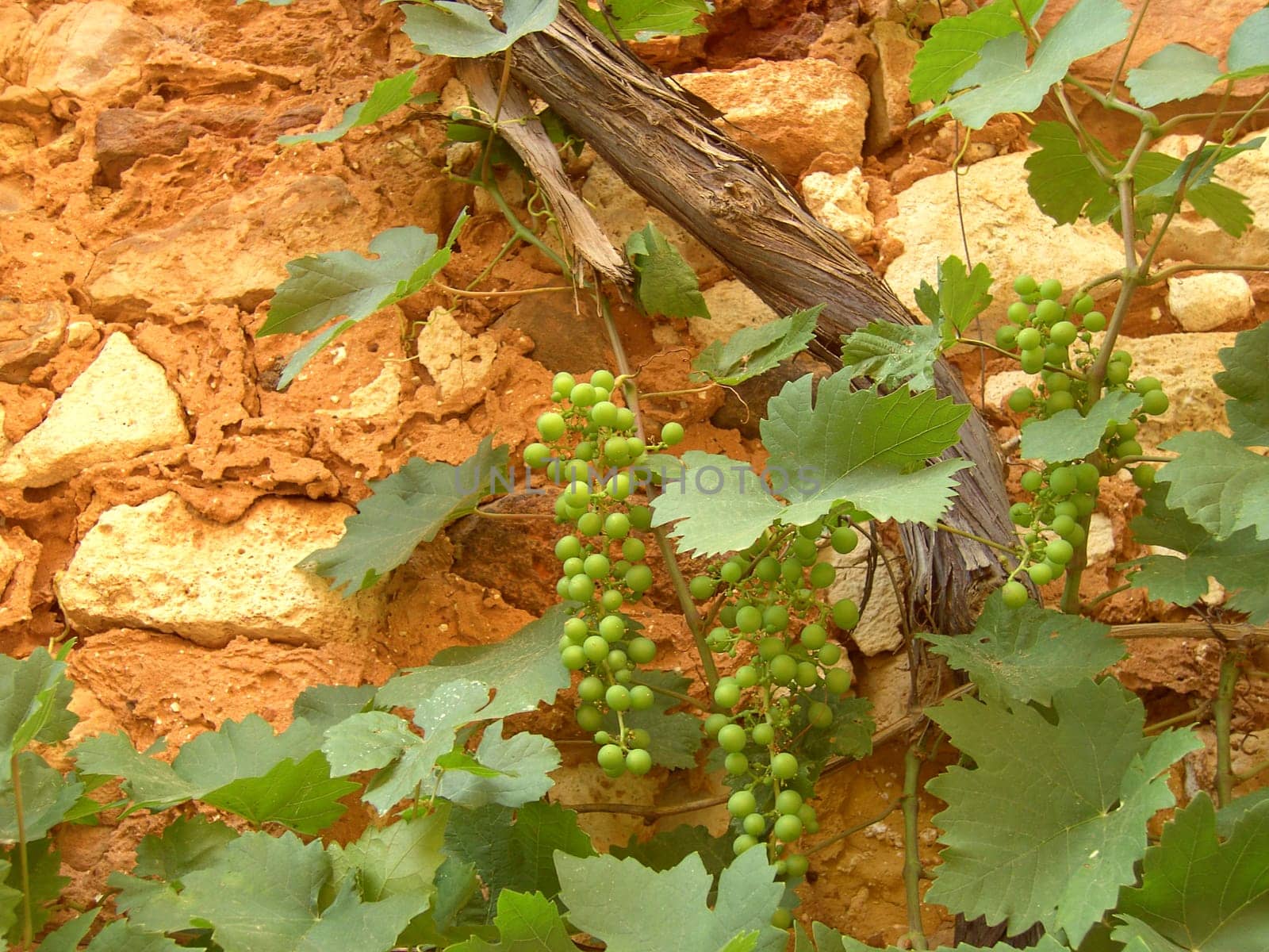 Roussillon 07