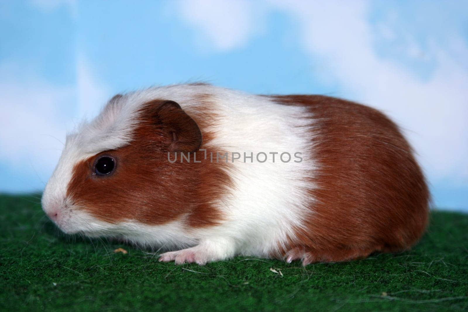 Pucky - Crested Guinea Pig