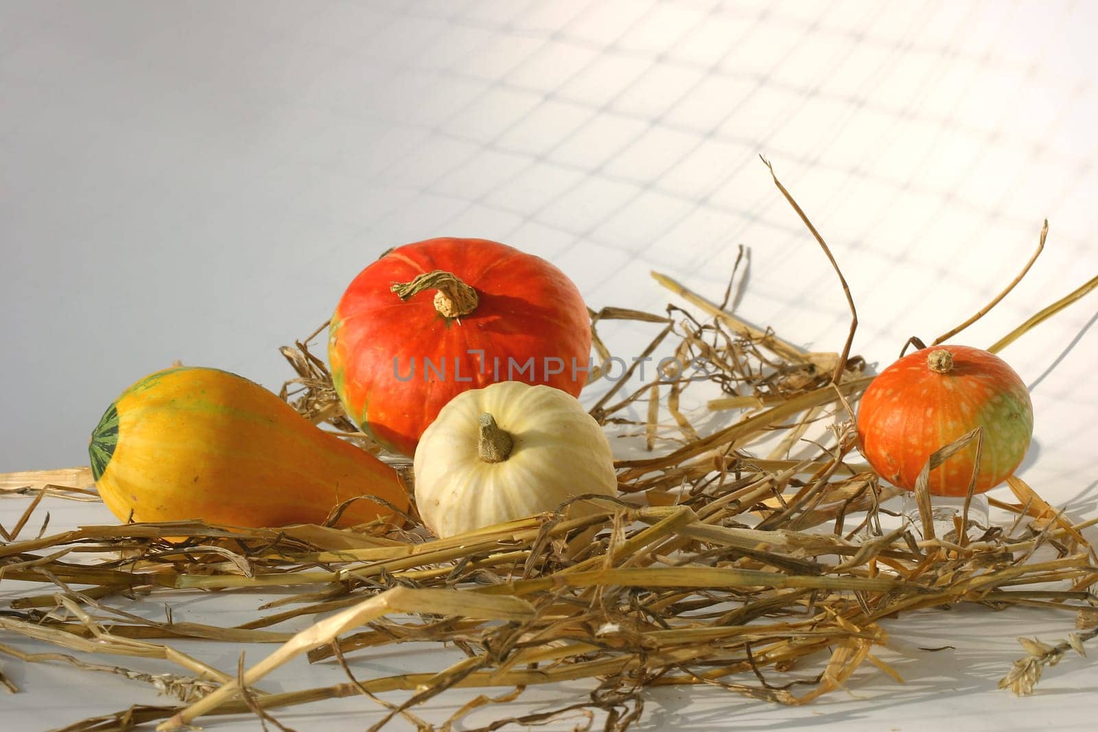 Ornamental pumpkins