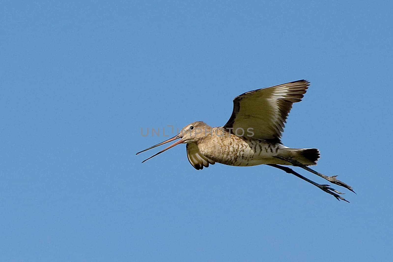 Black-tailed godwit (Limosa limosa)