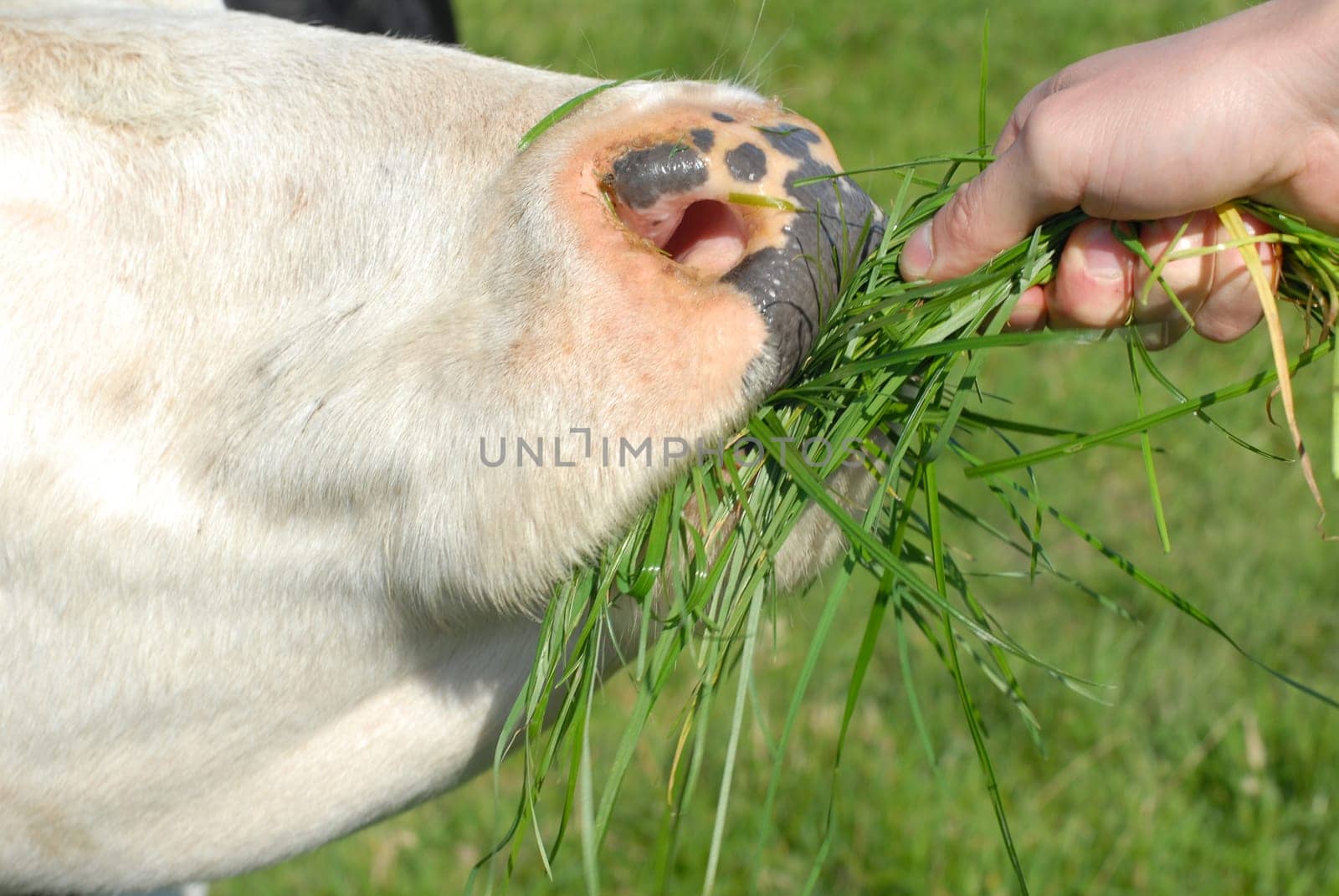 Feeding a cow