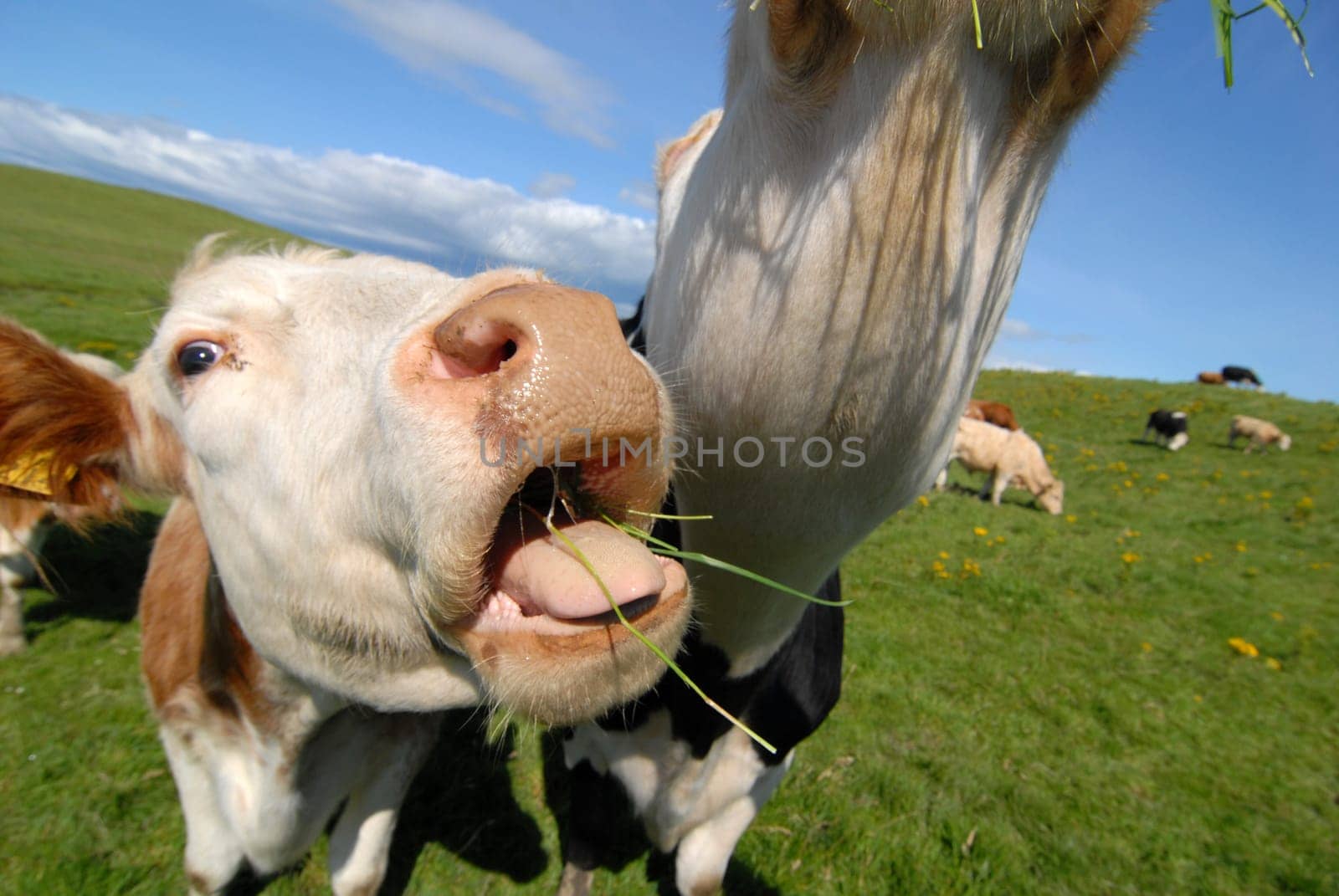 Hungry cows
