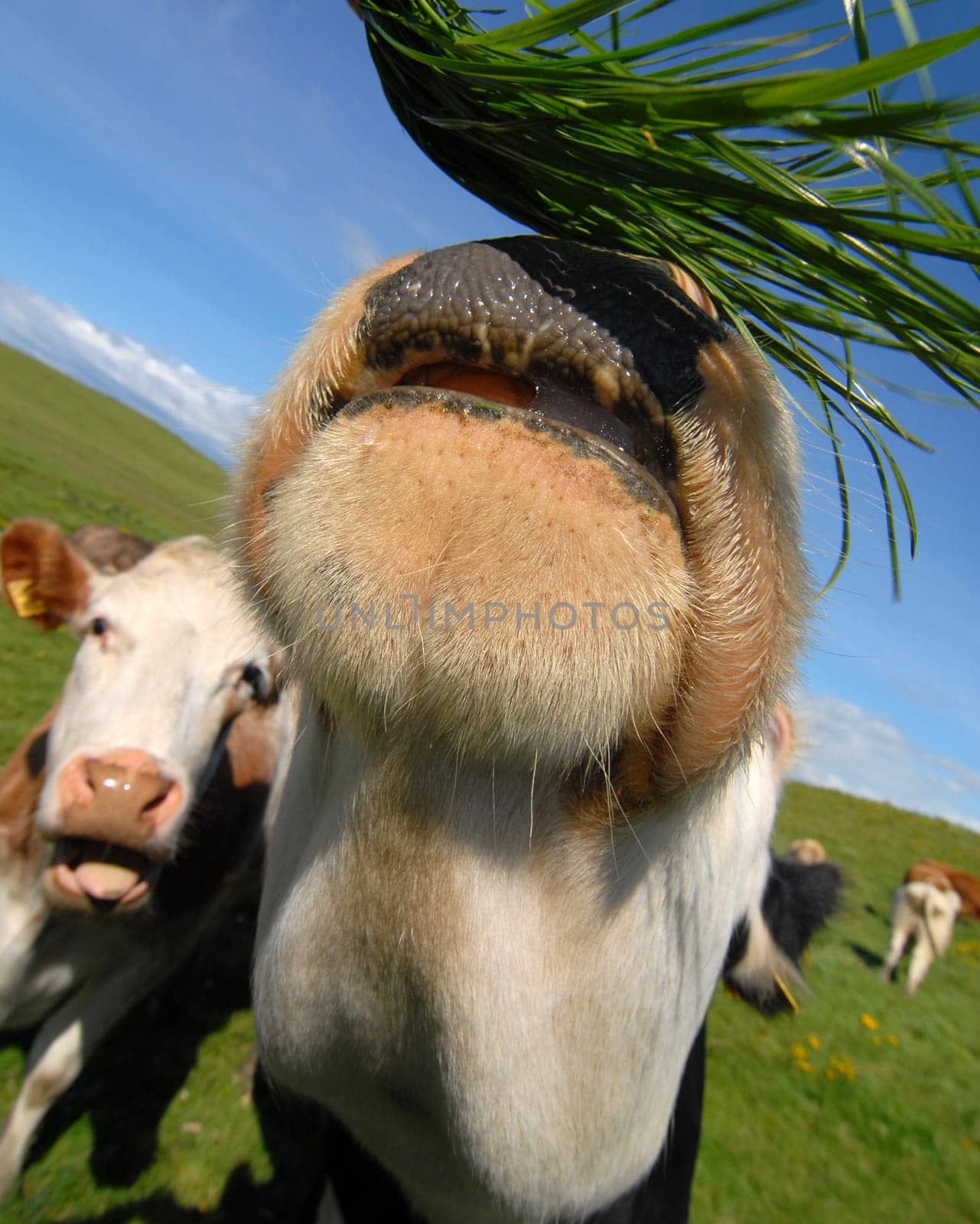Hungry cows