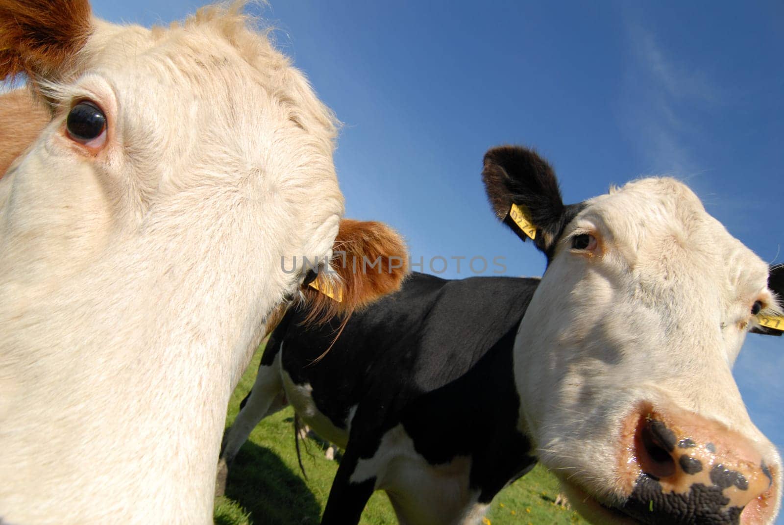 Funny cows