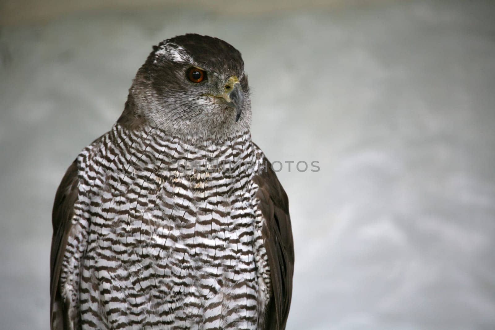 Hawk