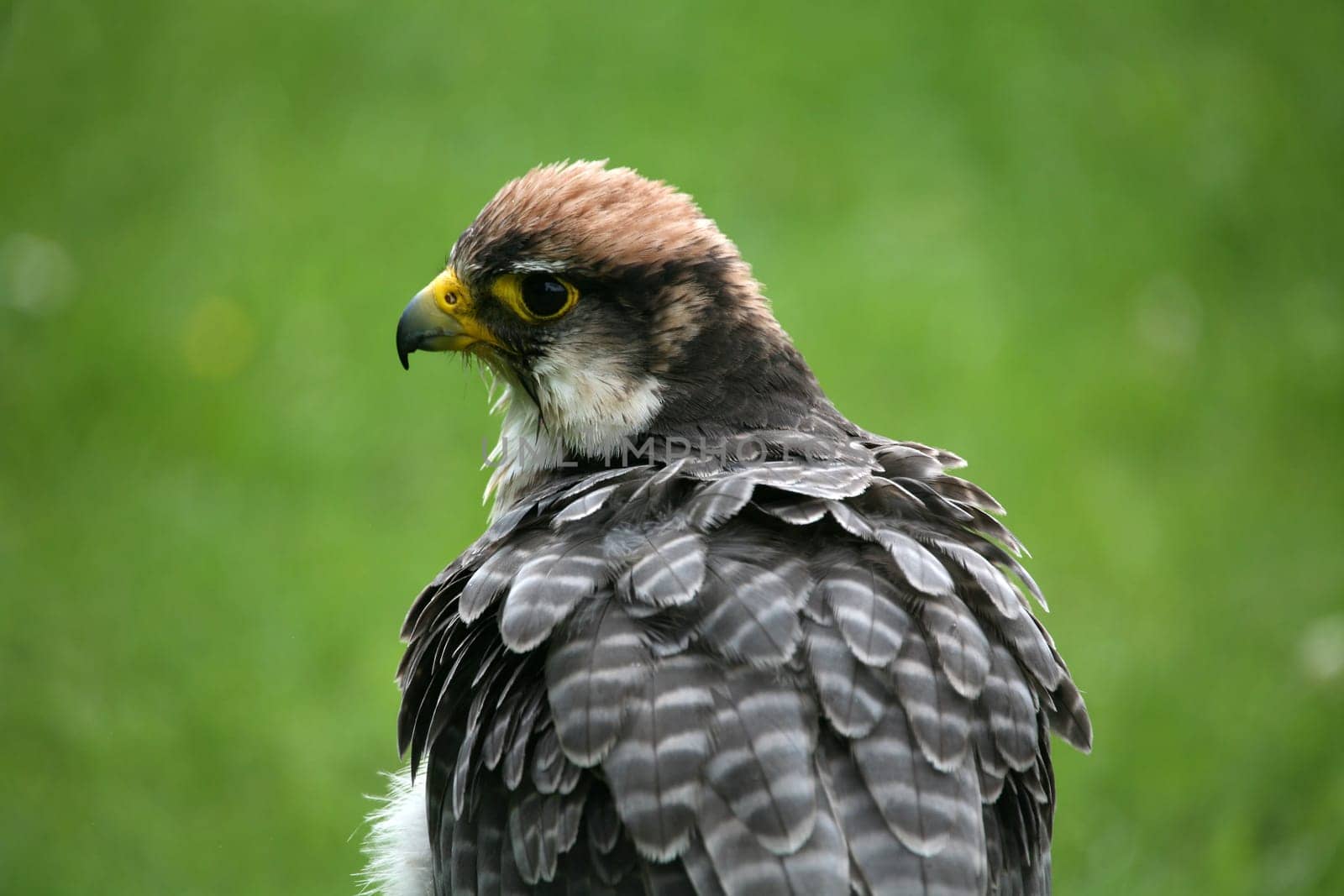 Lanner falcon