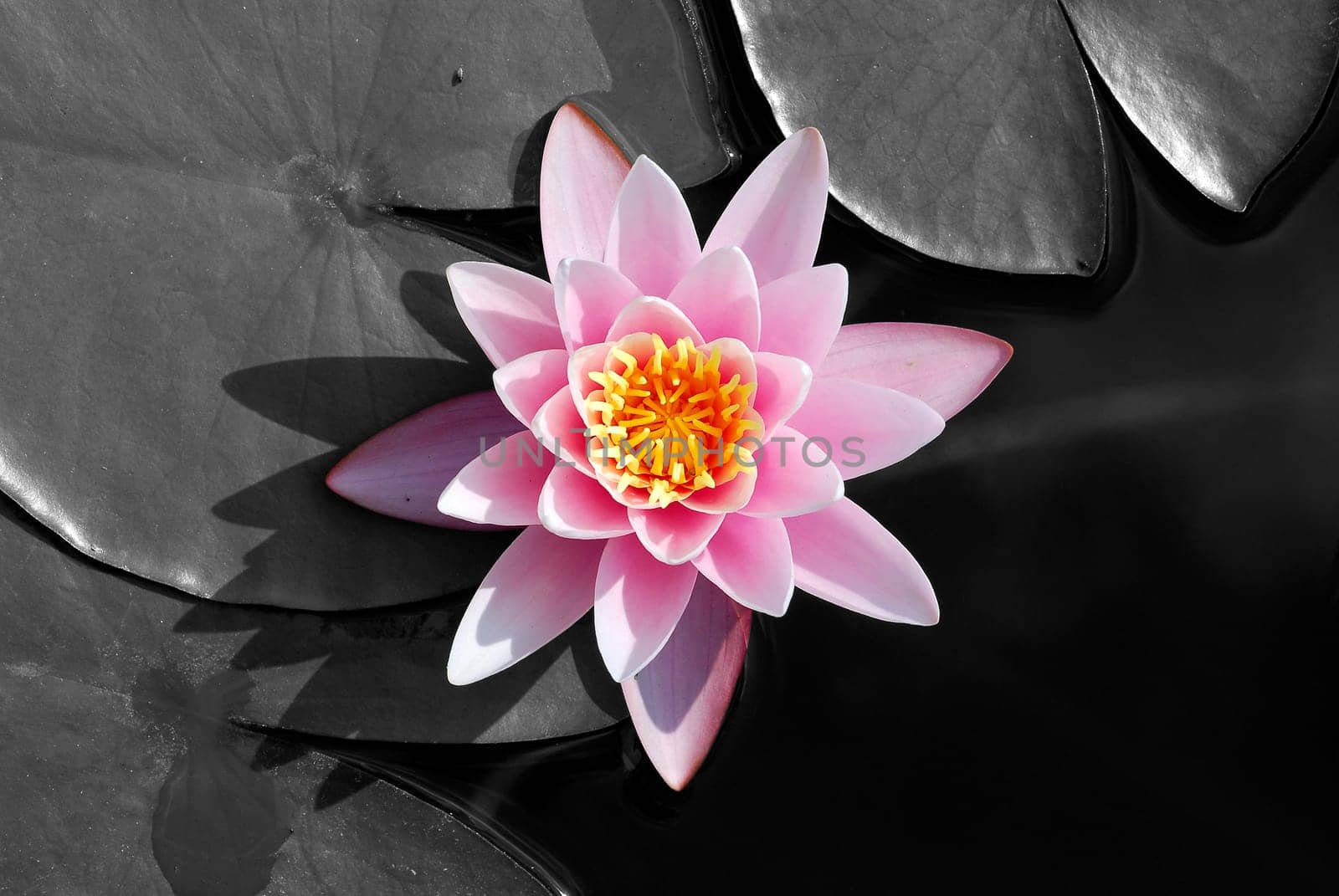 Pond Queen I