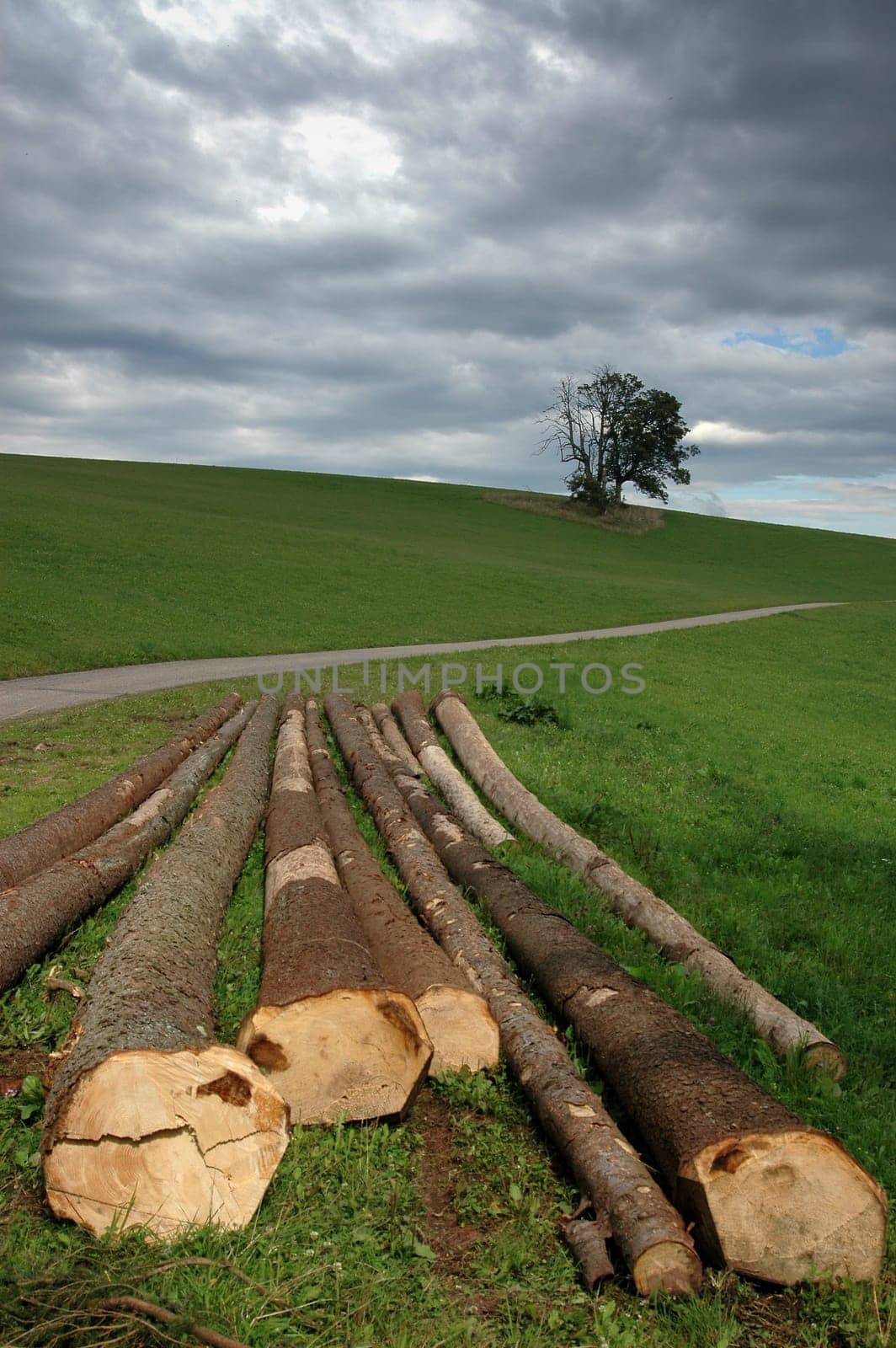 Tree trunks 1