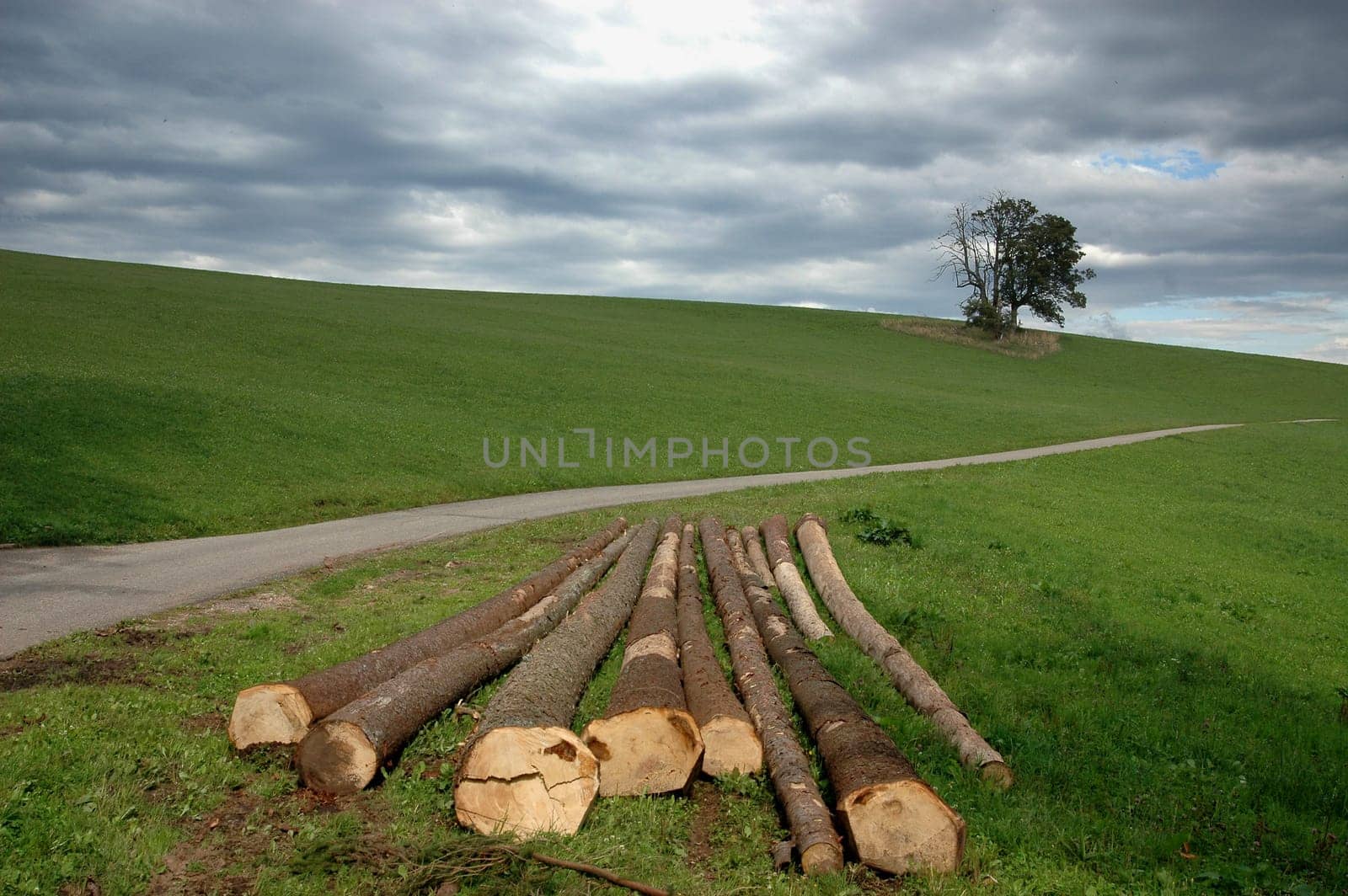 Tree trunks 2