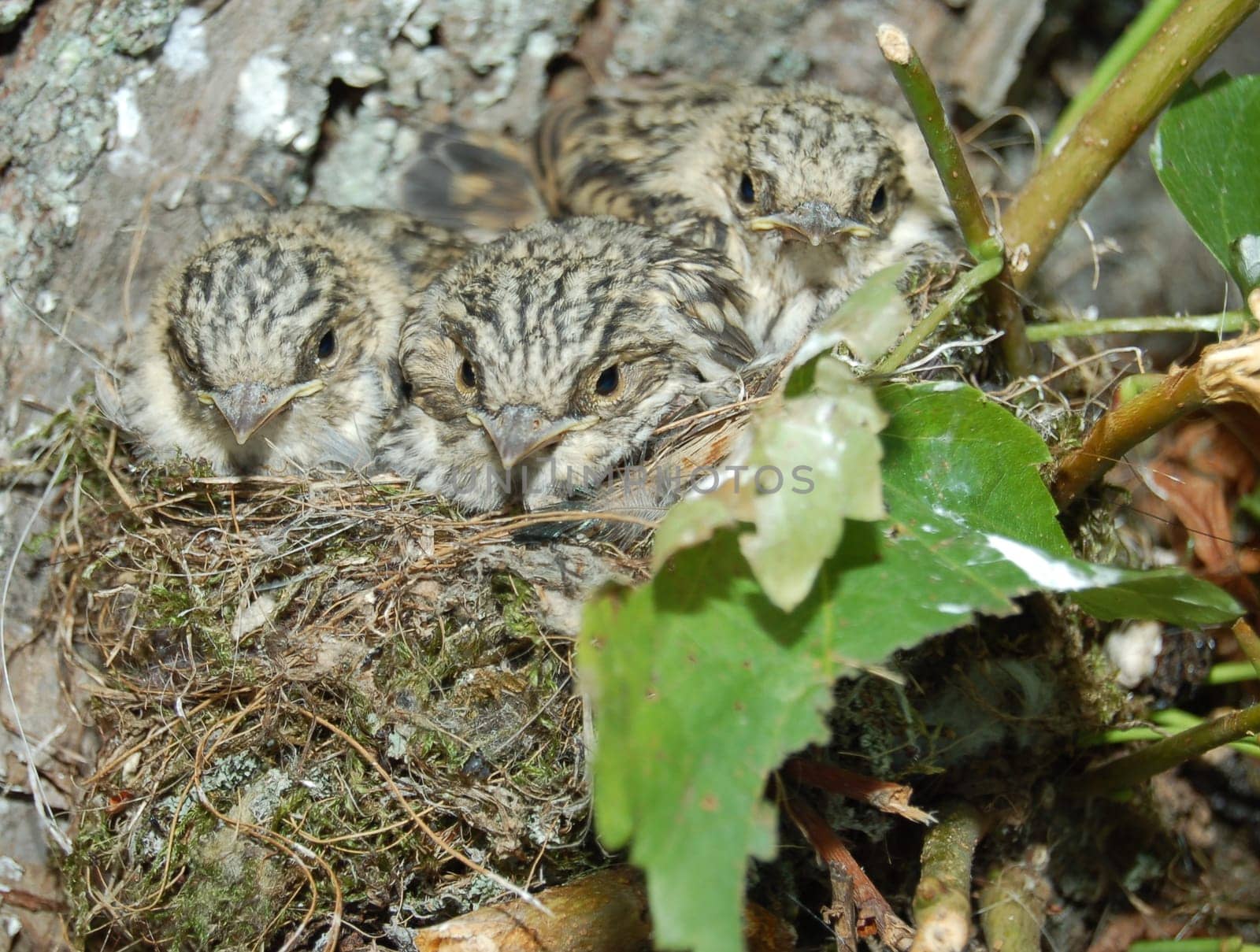 The Song Thrush (Turdus philomelos) is a species of bird in the family Turdidae and Passeriformes.